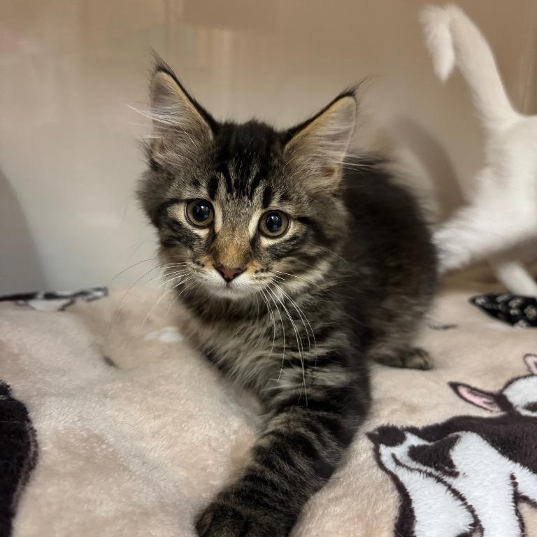 Enlarge Owen, an adopted Domestic Medium Hair in Tomah, WI image 1/1