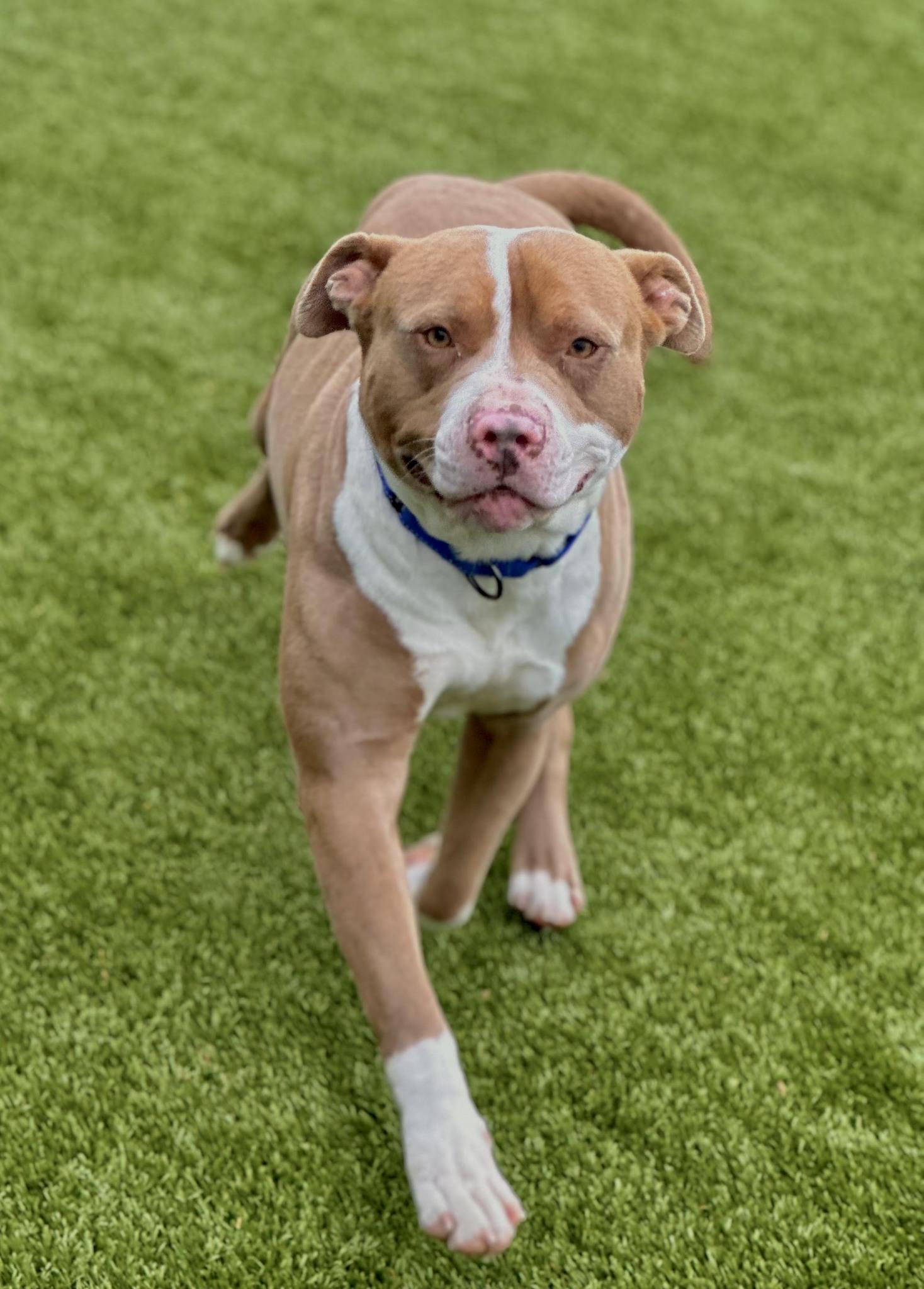 Enlarge TUCKER, a ADOPTABLE American Staffordshire Terrier in Boonville, MO image 1/2