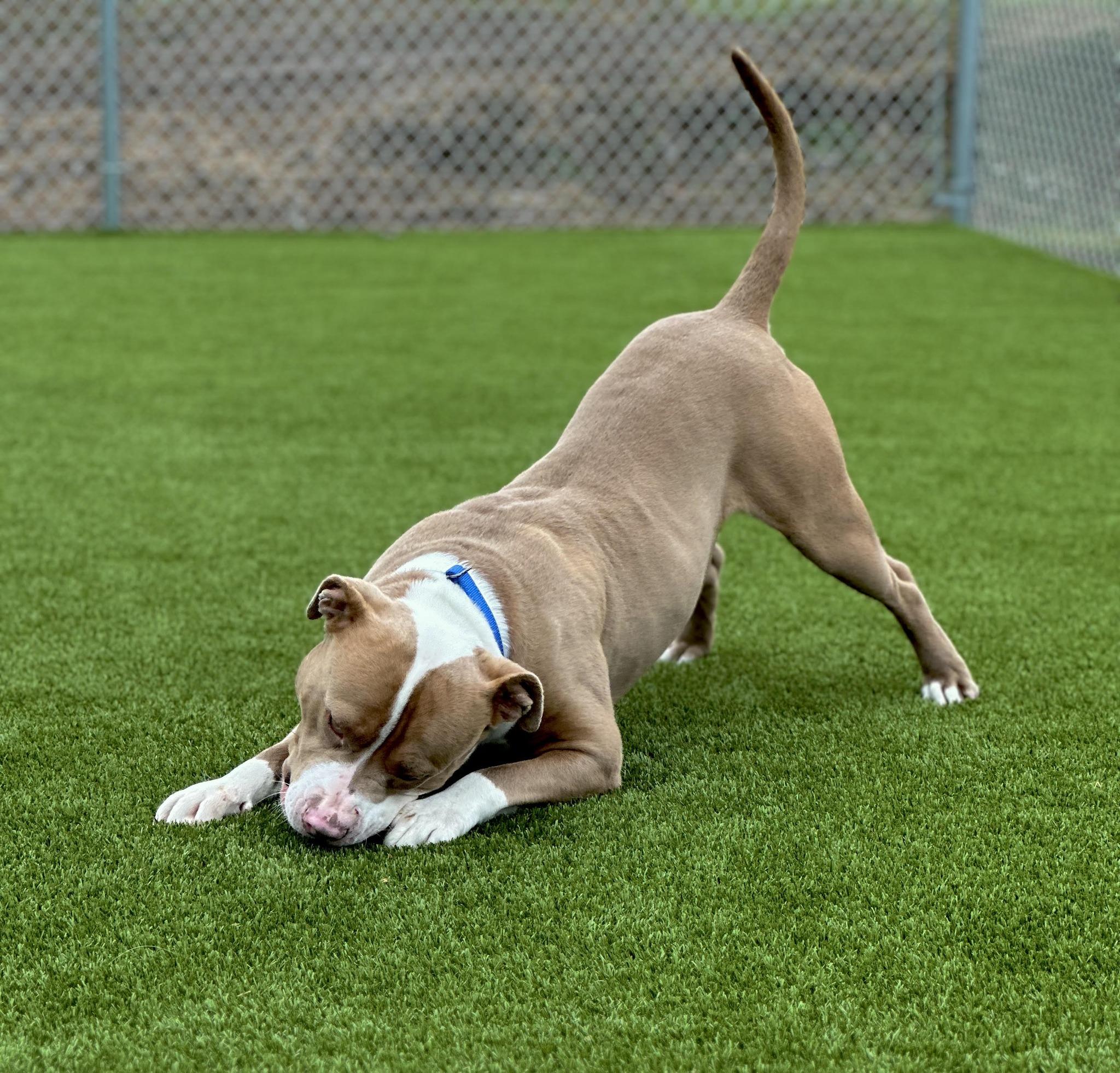 TUCKER, adoptable, Adult Male American Bully.