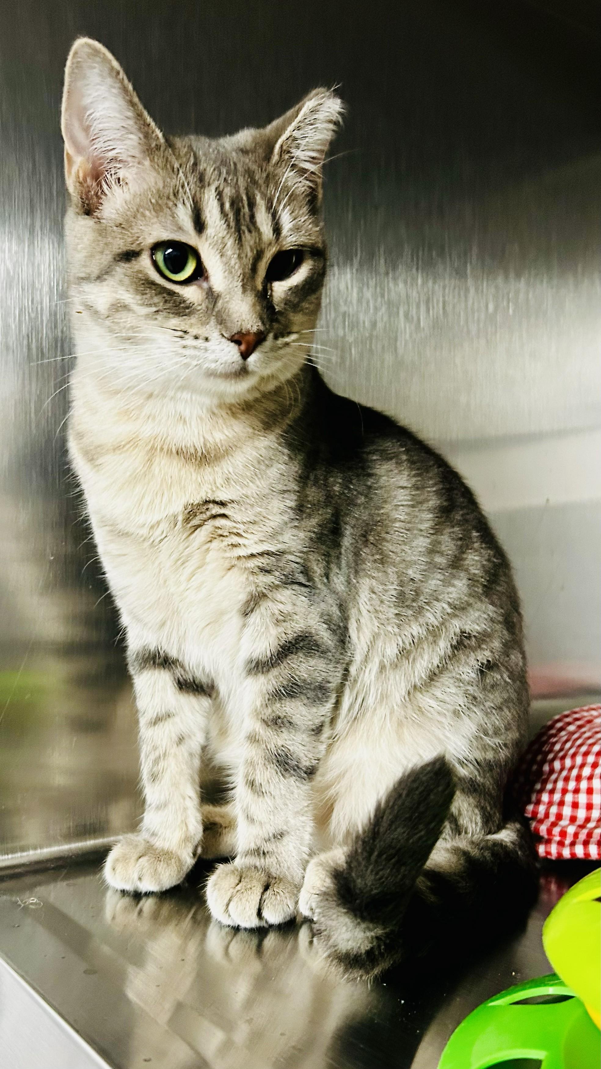Bebe, Adoptable, Kitten Female Tabby.