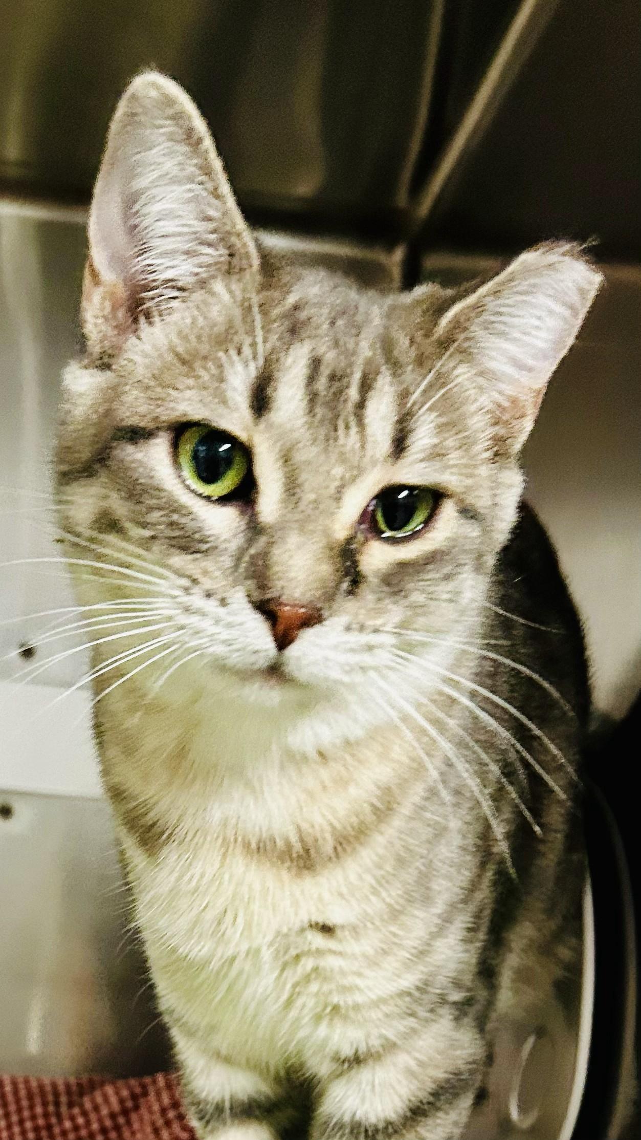 Enlarge Bebe, a Adoptable Tabby in Crestwood, MO image 2/3