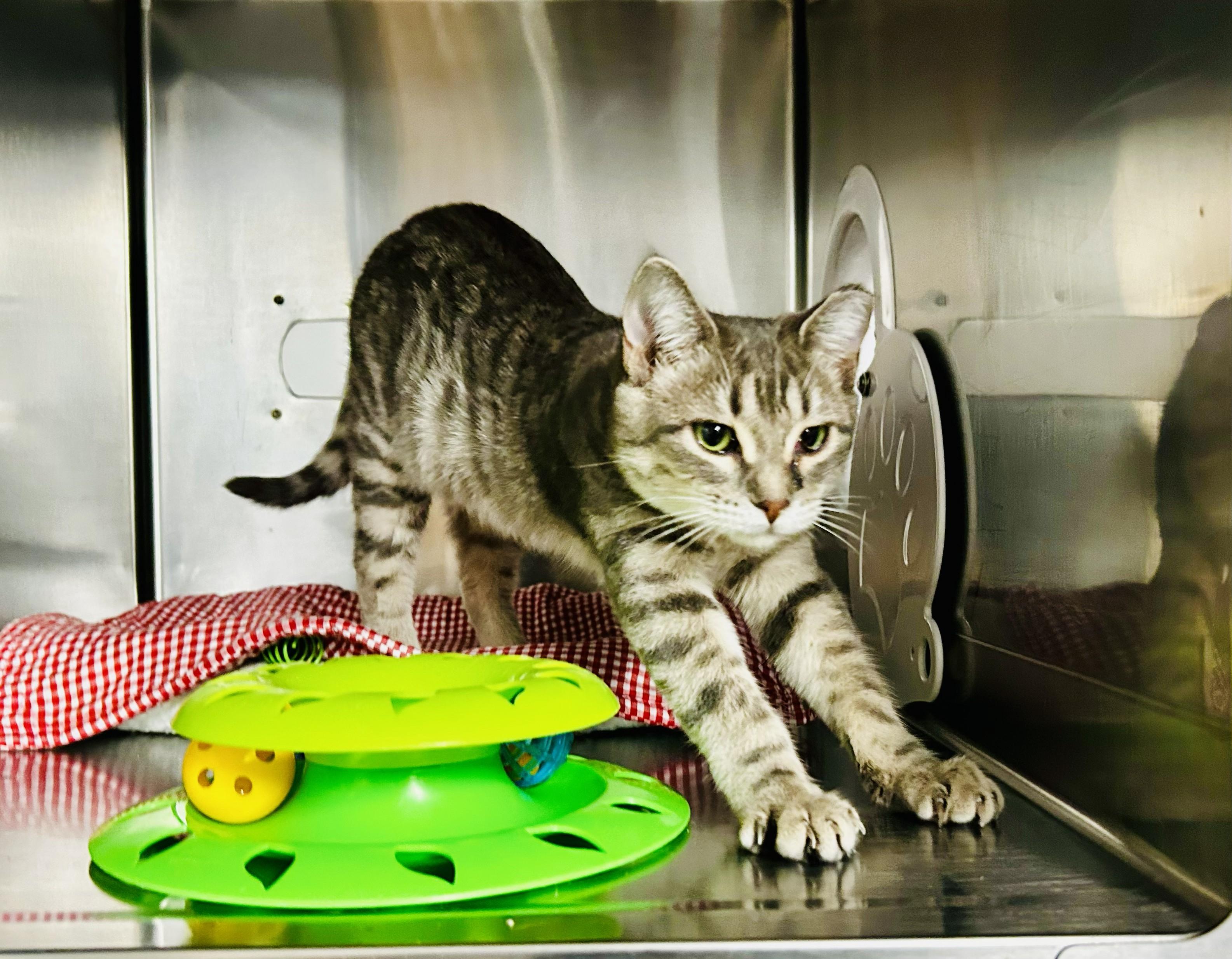 Enlarge Bebe, a Adoptable Tabby in Crestwood, MO image 3/3