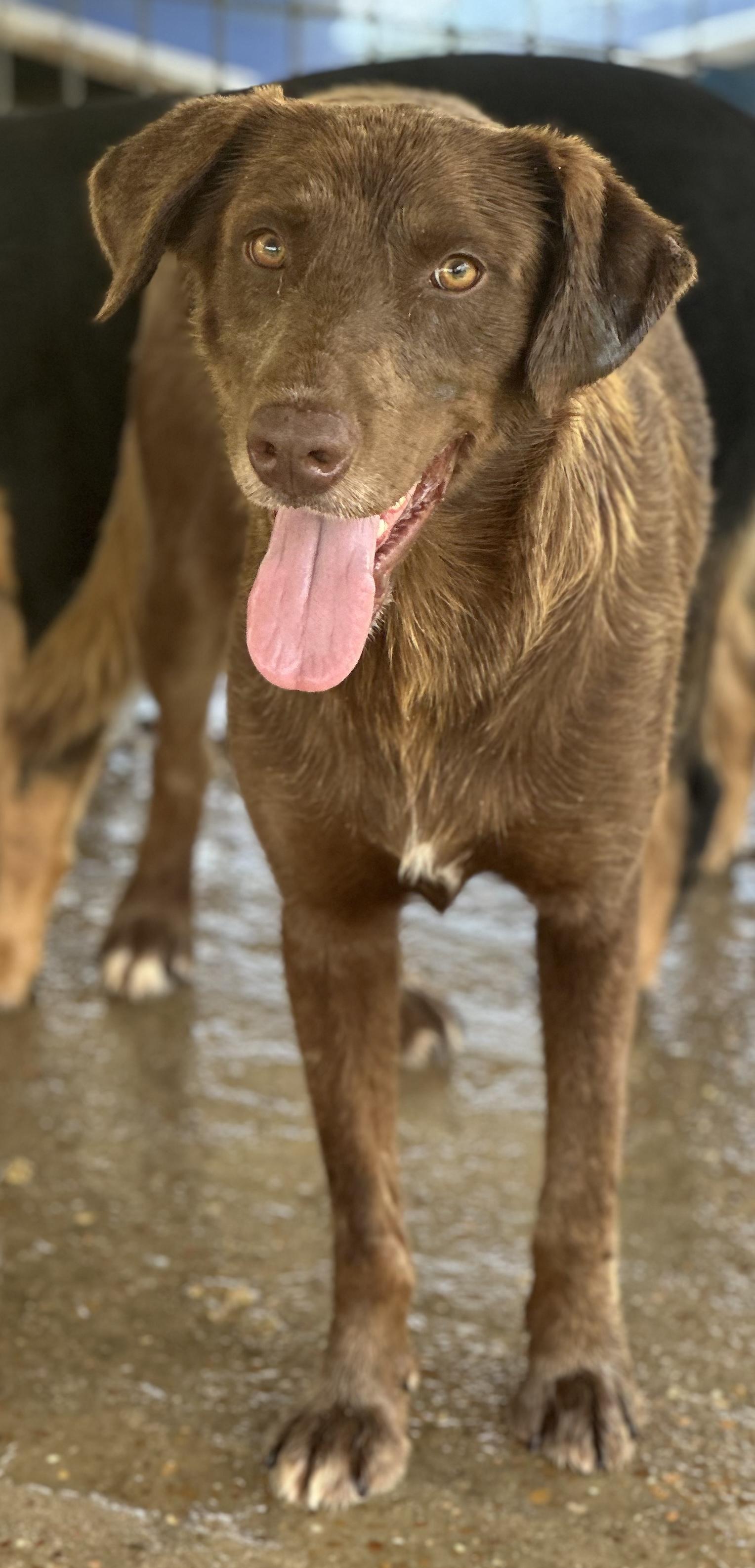 Gus, Adopted, Adult Male Mixed Breed.