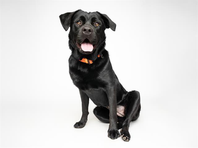 Enlarge SUZIE*, a Adoptable mixed breed in Santa Cruz, CA image 1/1