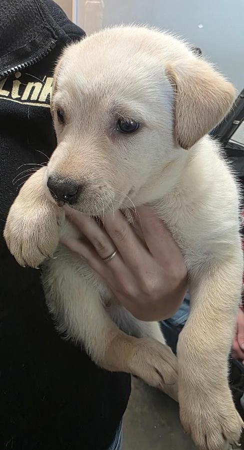 Enlarge Alaska, an adopted mixed breed in Liberty, MO image 1/1