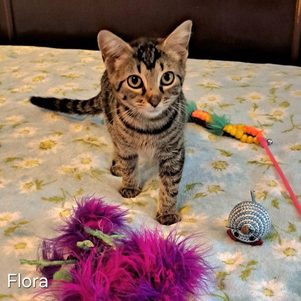 Enlarge Flora, a Adoptable mixed breed in Groveland, MA image 1/4