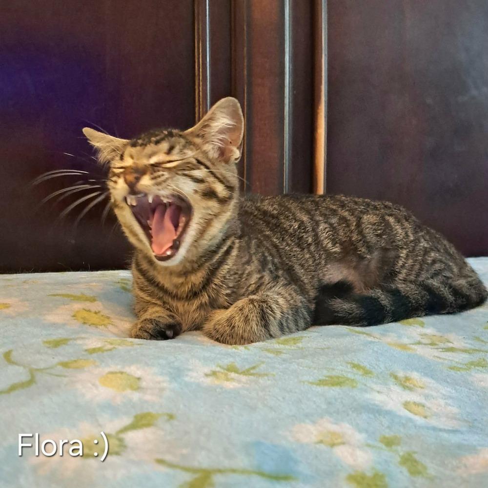 Enlarge Flora, a Adoptable mixed breed in Groveland, MA image 2/4