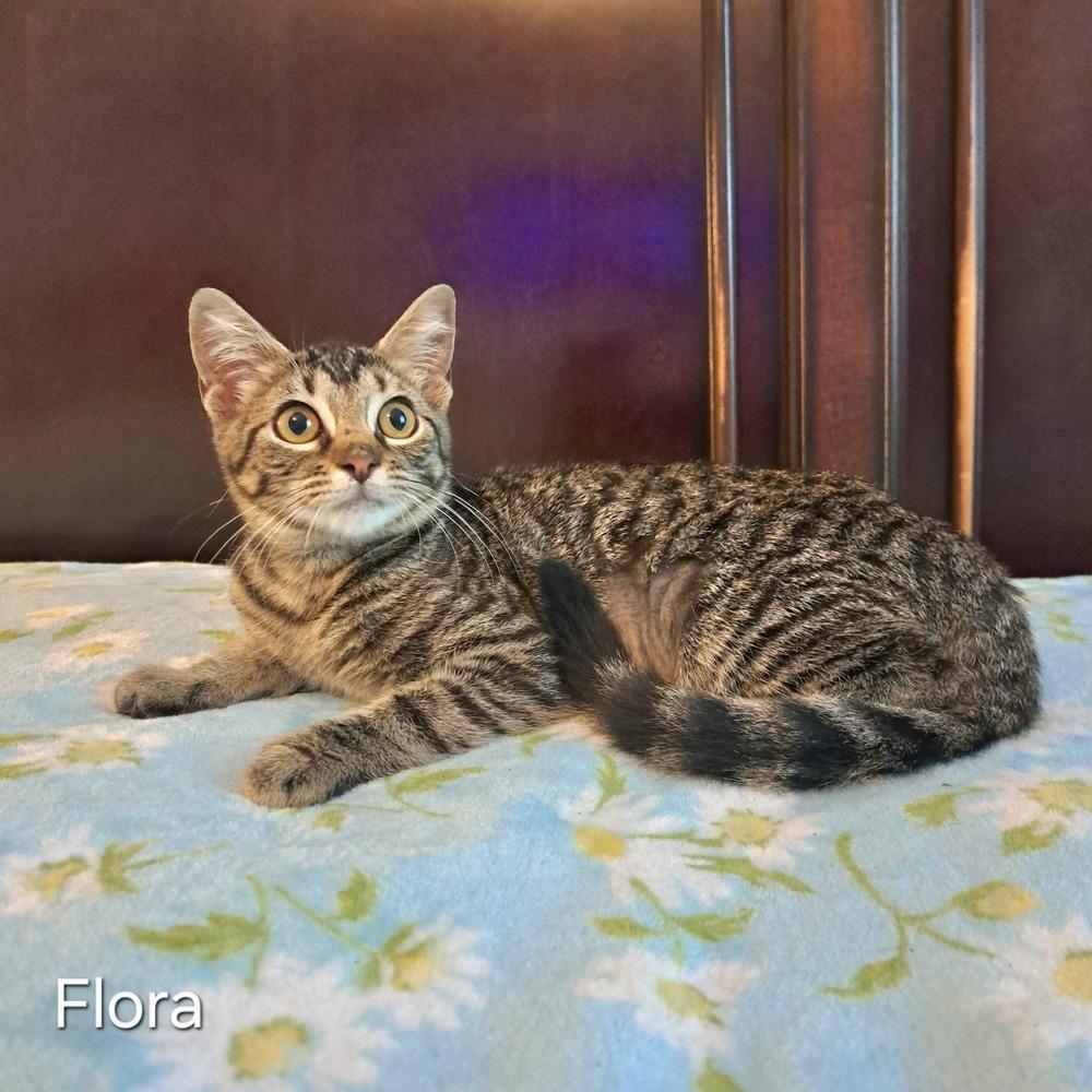 Enlarge Flora, a Adoptable mixed breed in Groveland, MA image 3/4