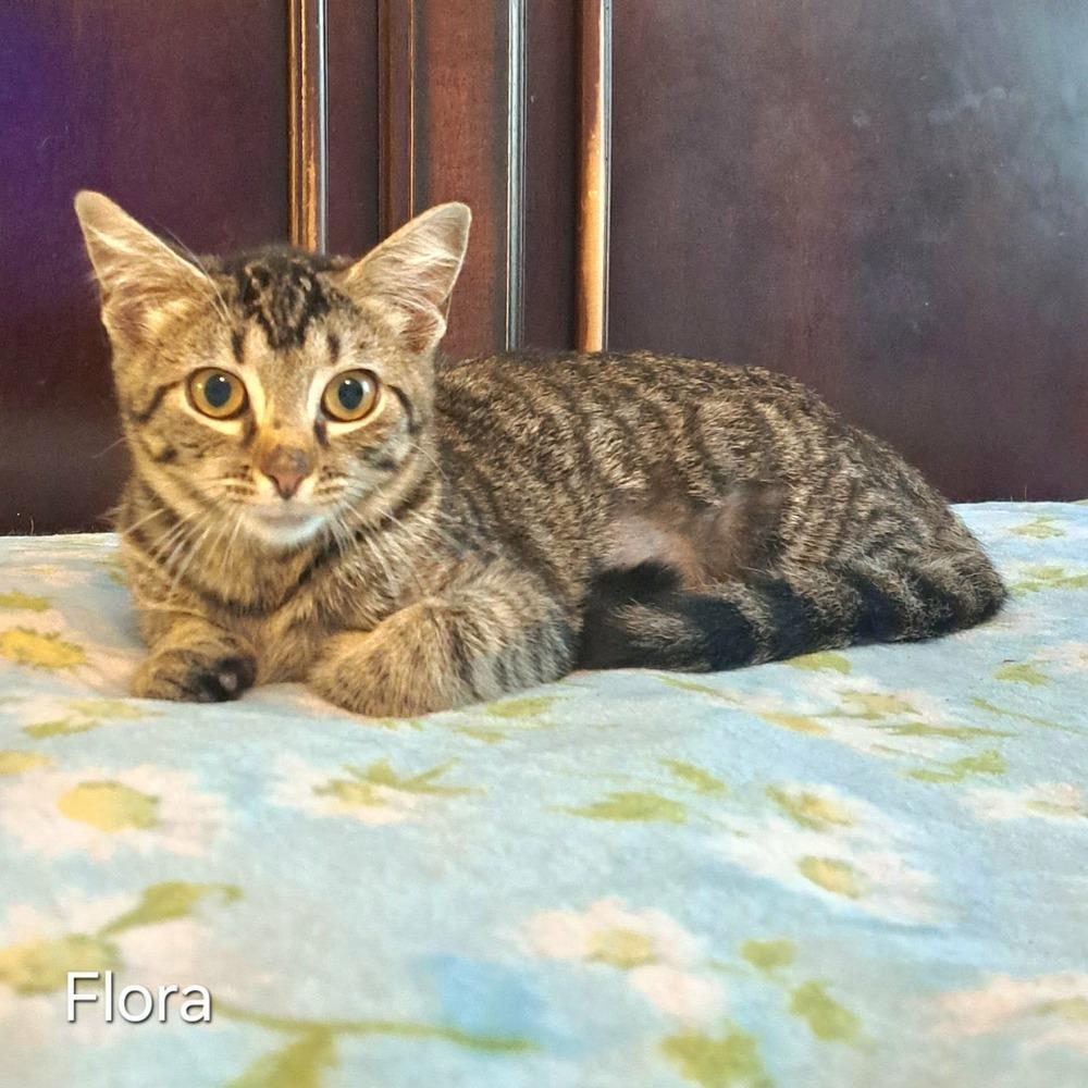 Enlarge Flora, a Adoptable mixed breed in Groveland, MA image 4/4