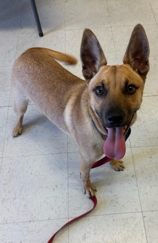 Felix, Adoptable, Puppy Male Shepherd & Mixed Breed.