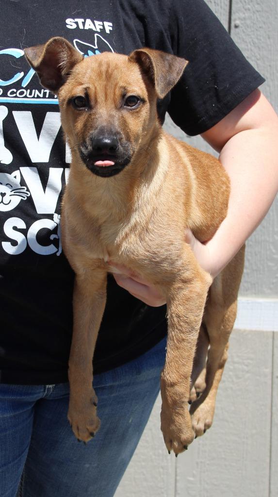 Felix, Adoptable, Puppy Male Shepherd & Silky Terrier.
