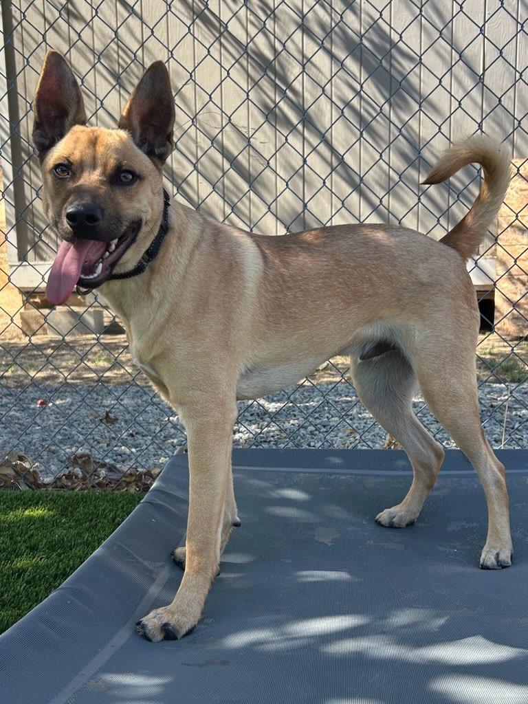 Enlarge Felix, a Adoptable mixed breed in Vacaville, CA image 2/2