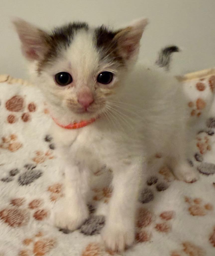 Maren, Adoptable, Kitten Female Domestic Medium Hair.