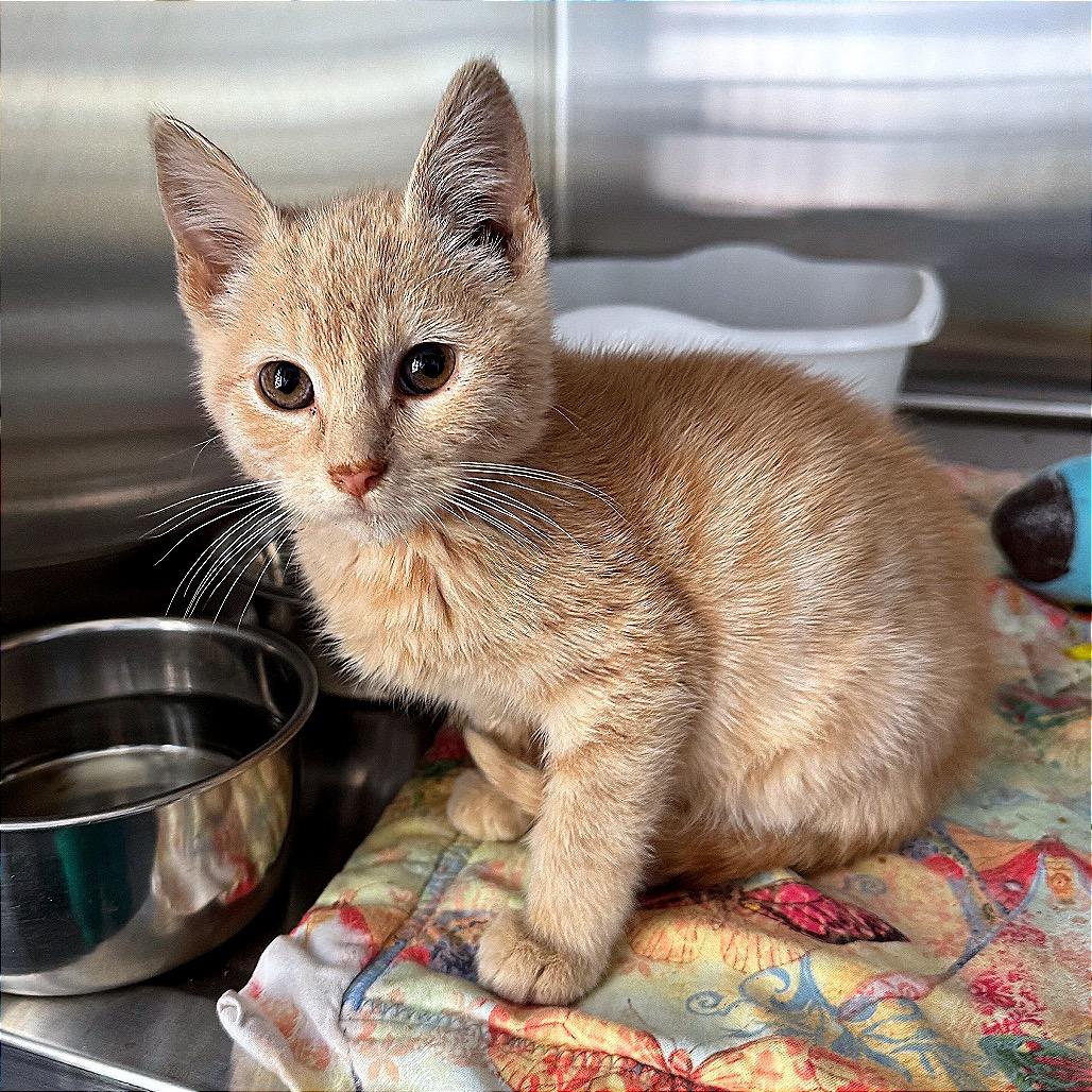 Ice Ice Dinosaur, Adoptable, Young Male Domestic Short Hair.