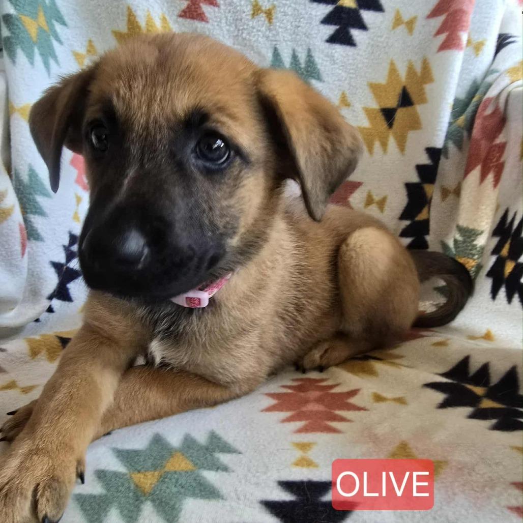 Olive, Adoptable, Puppy Female German Shepherd Dog.