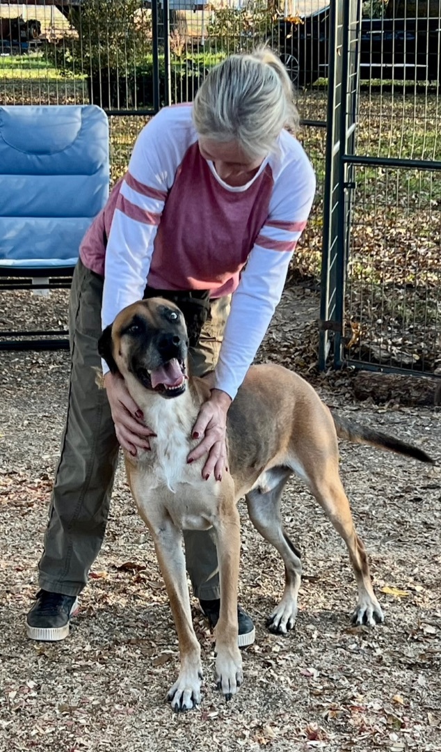 Enlarge Boo-boo , a Adoptable mixed breed in Anna, TX image 1/4