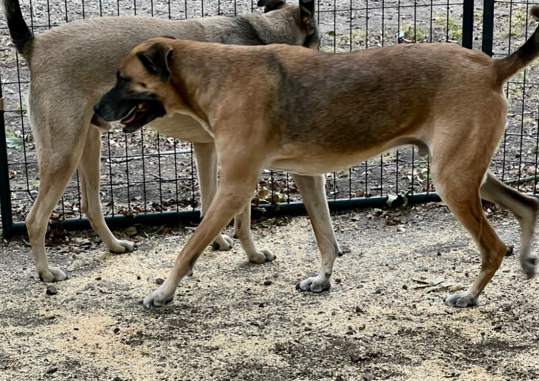 Enlarge Boo-boo , a Adoptable mixed breed in Anna, TX image 2/4