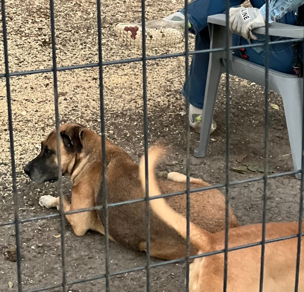 Enlarge Boo-boo , a Adoptable mixed breed in Anna, TX image 3/4
