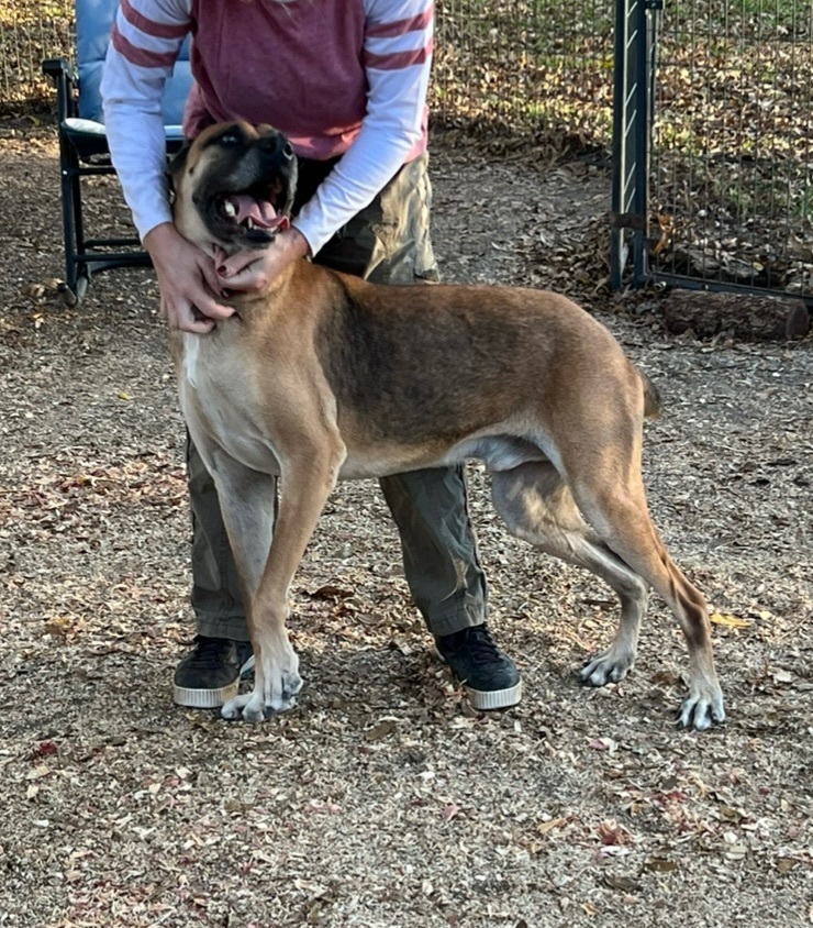Enlarge Boo-boo , a Adoptable mixed breed in Anna, TX image 4/4