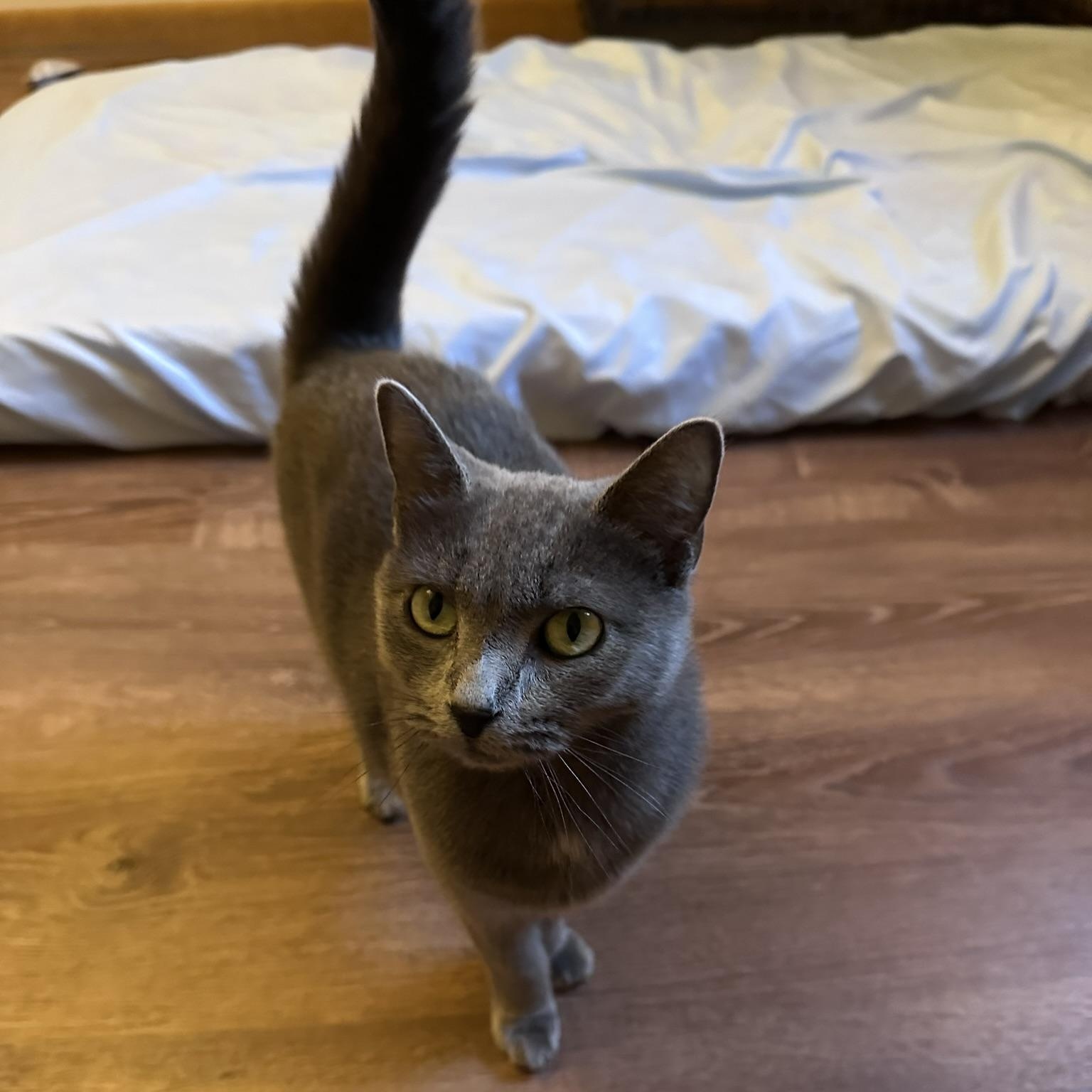 Enlarge Gray, a Adoptable Domestic Short Hair in Allentown, PA image 2/2