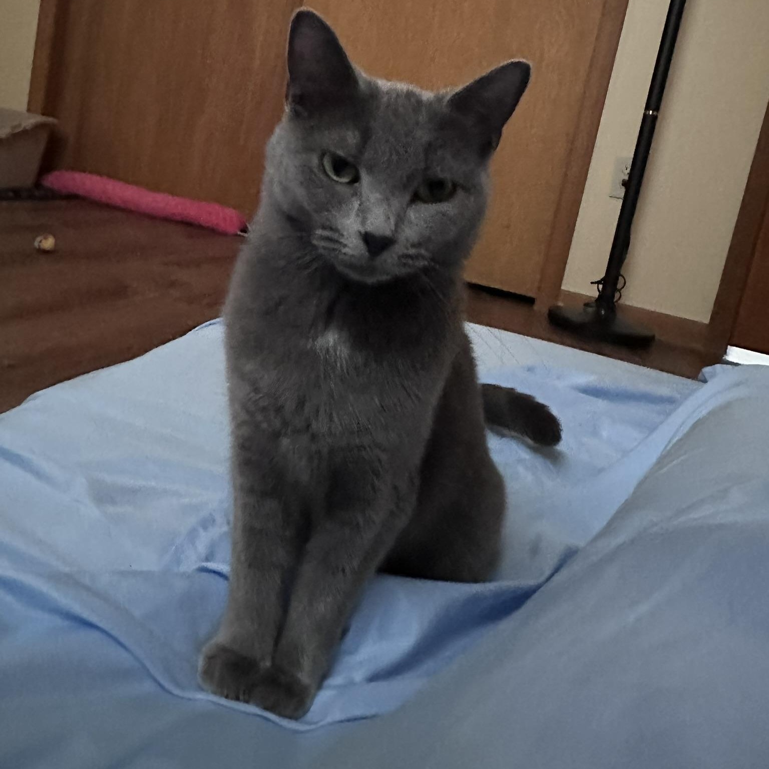 Gray, Adoptable, Adult Female Domestic Short Hair.