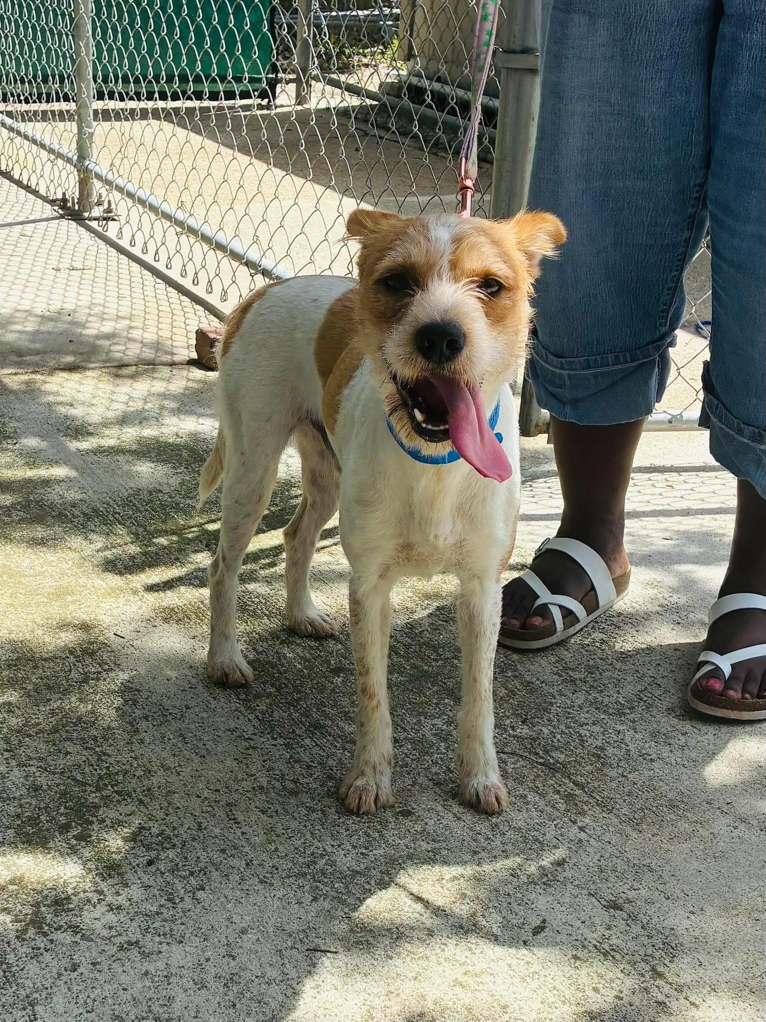 Macho, Adult Male Jack Russell Terrier