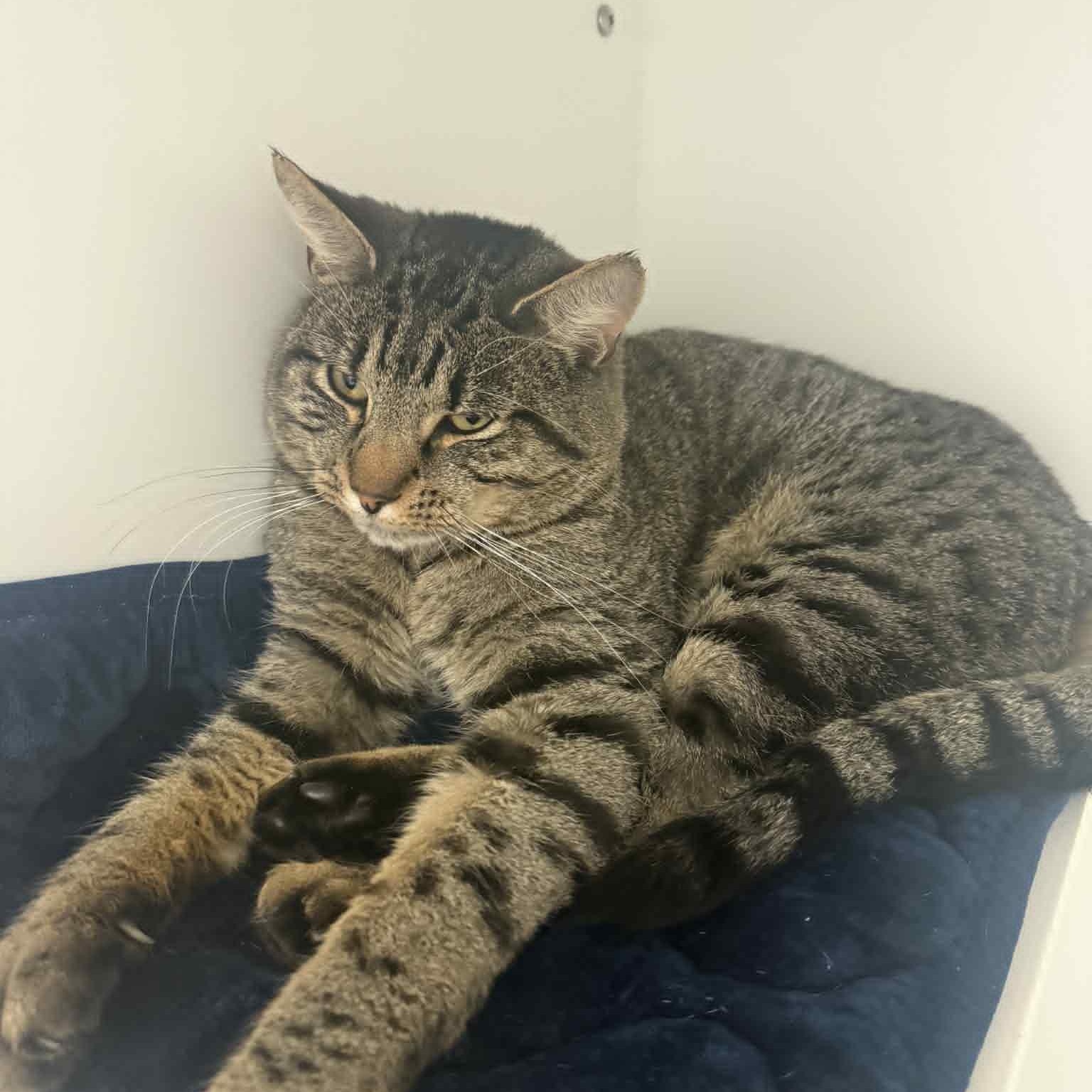 Enlarge Honky Tonk, a Adoptable American Shorthair in Danbury, CT image 2/2