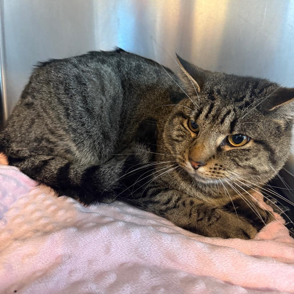 Enlarge Honky Tonk, a Adoptable American Shorthair in Danbury, CT image 1/2