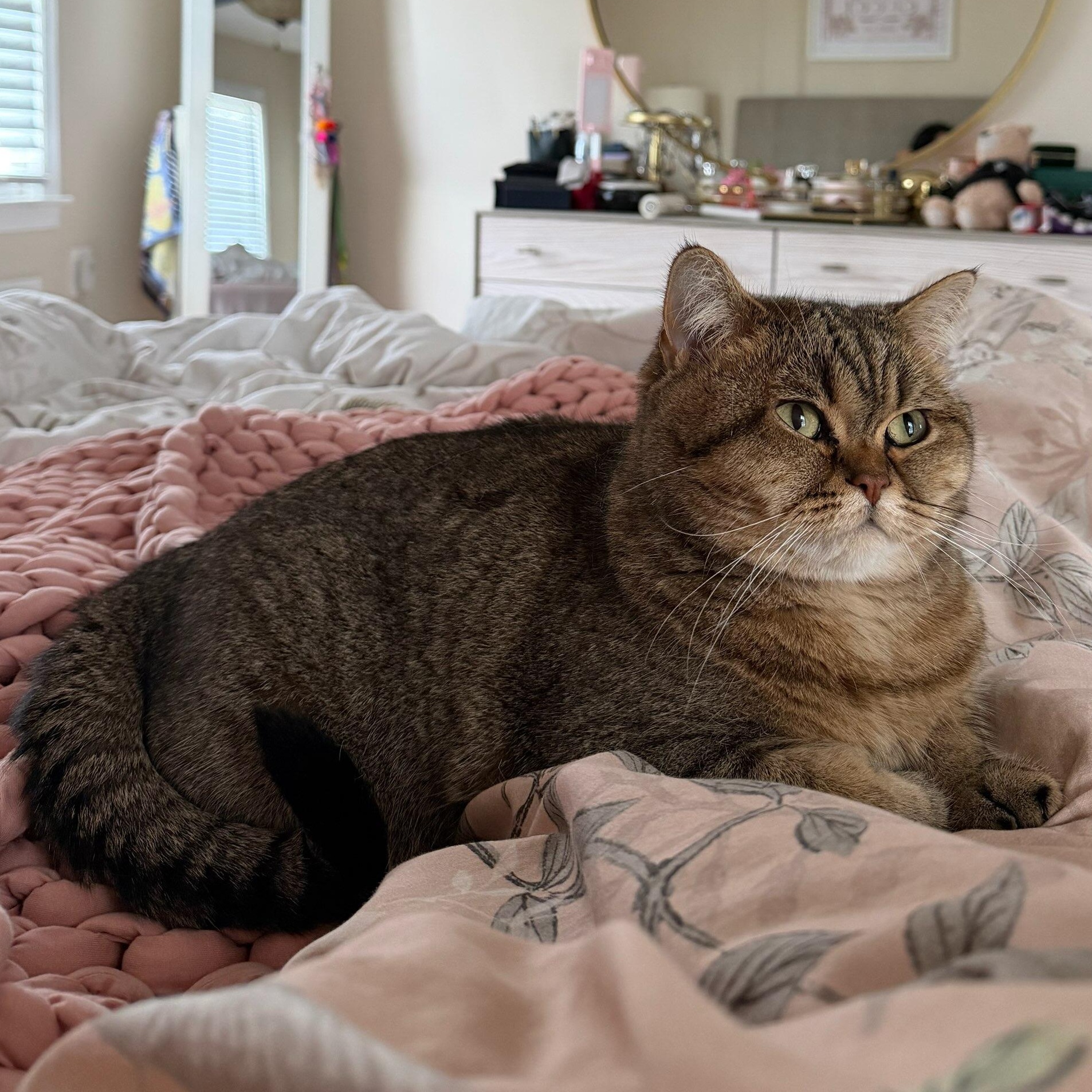 Bella Owner Giving Up, ADOPTABLE, Young Female Domestic Short Hair.