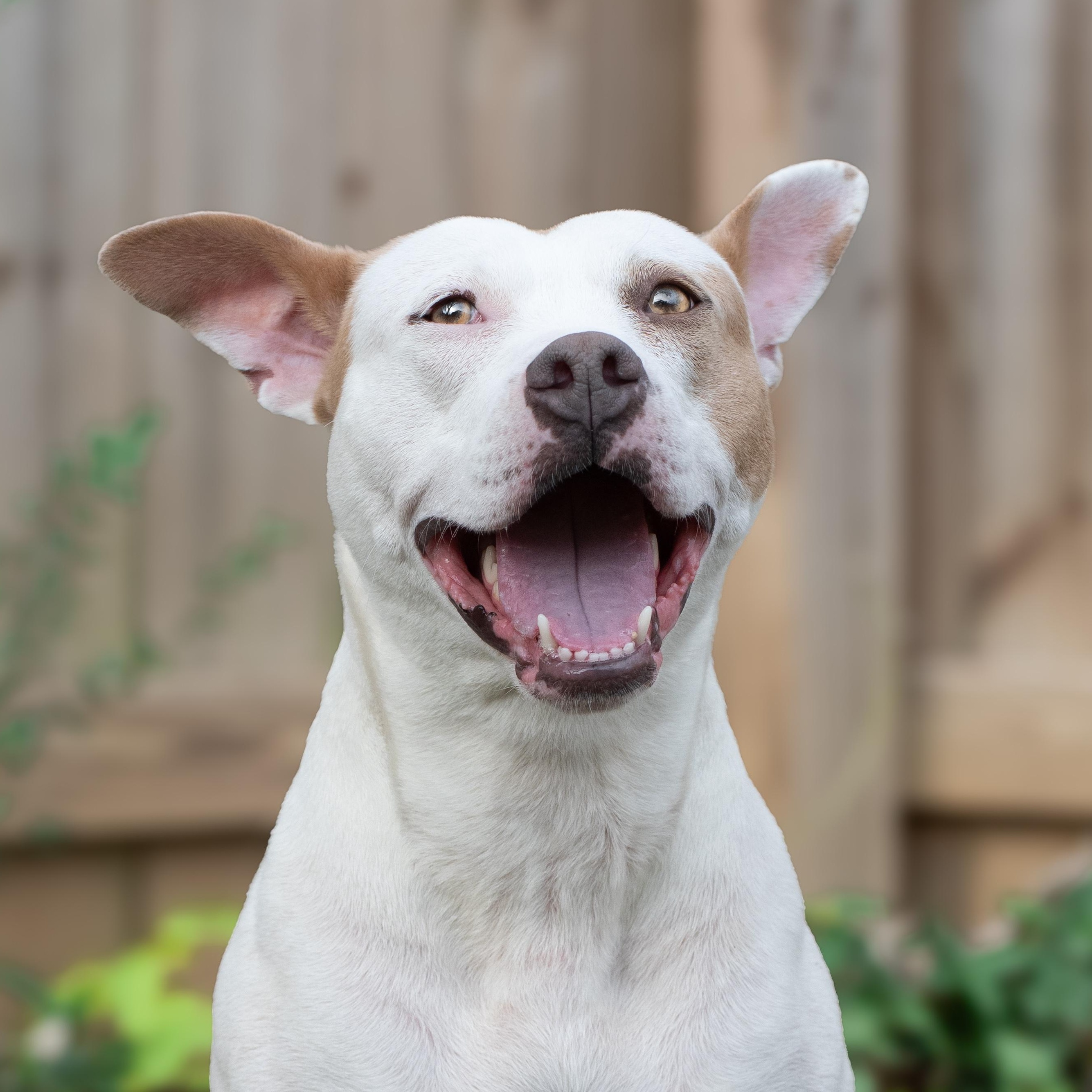 Bitty, Adoptable, Adult Female Pit Bull Terrier.