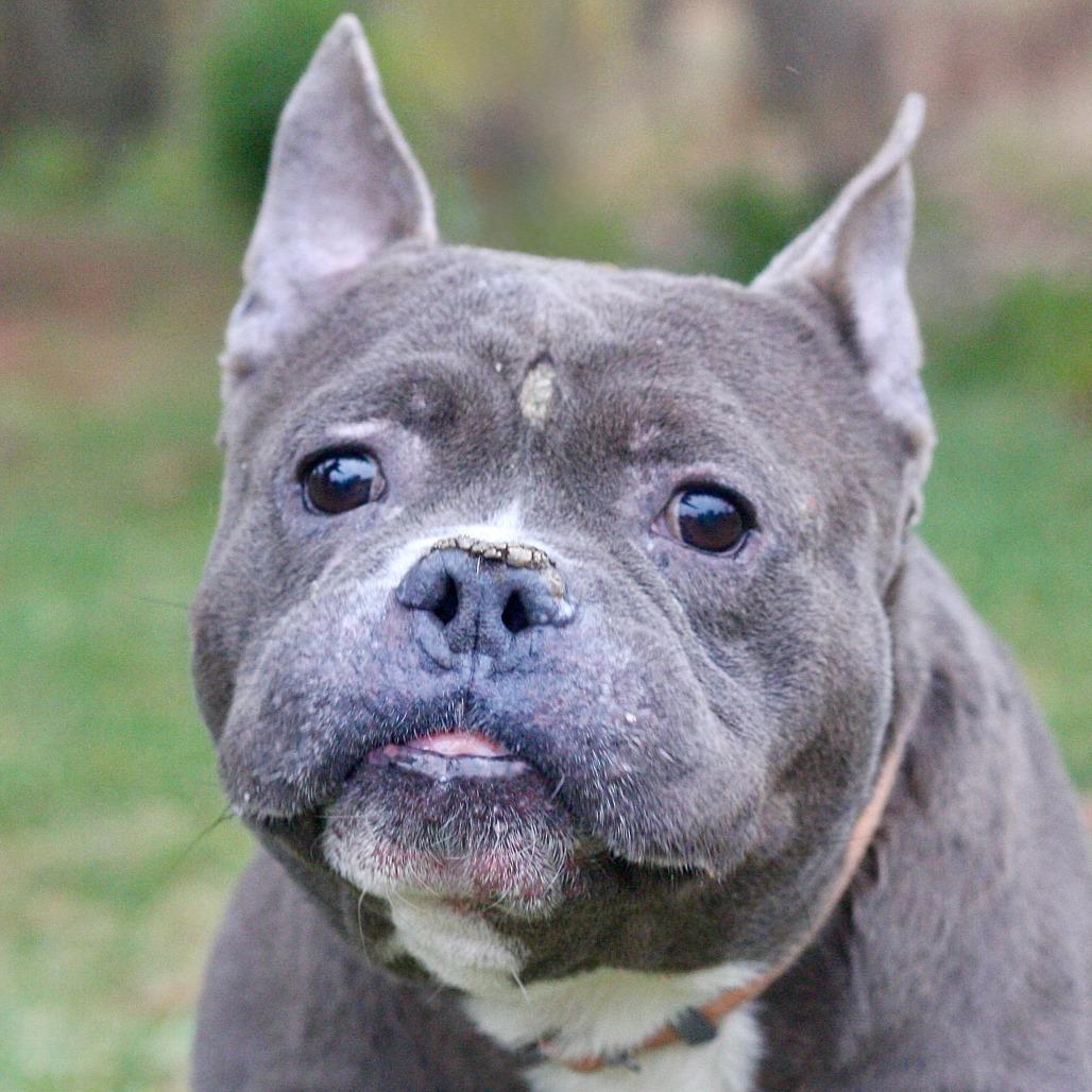 Nickolas, Adoptable, Senior Male Mixed Breed.