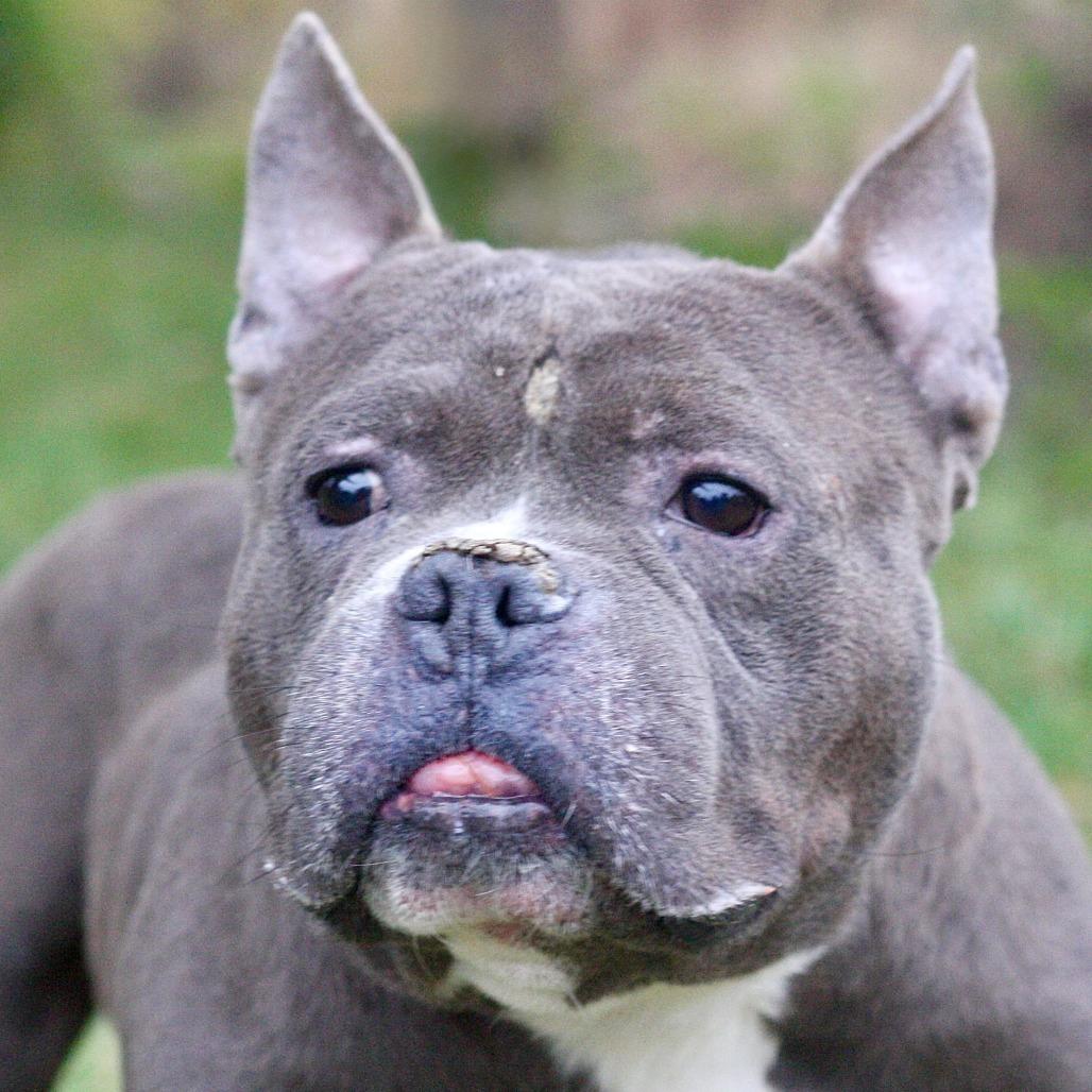 Enlarge Nickolas, a Adoptable Mixed Breed in Allentown, PA image 2/3