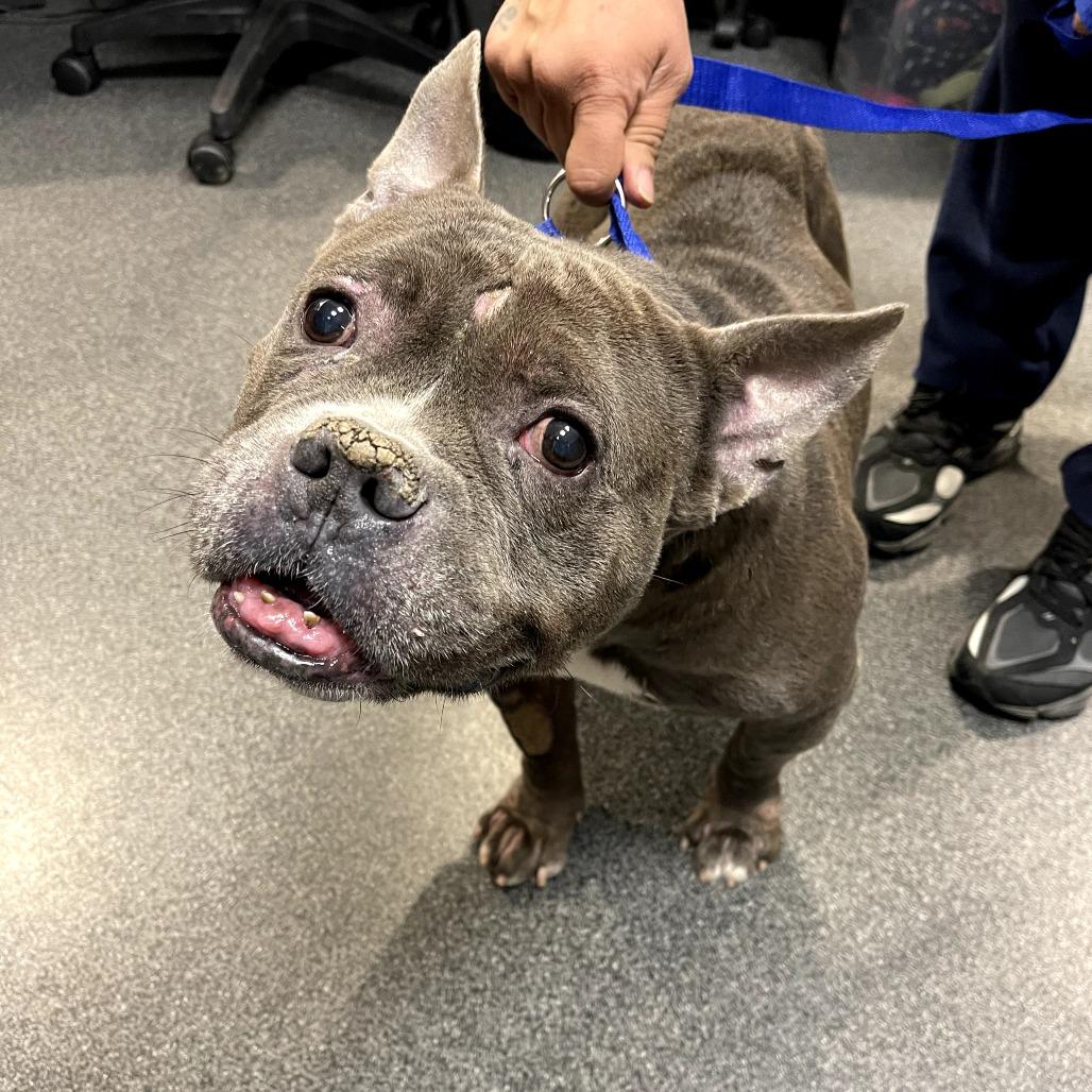 Enlarge Nickolas, a Adoptable Mixed Breed in Allentown, PA image 3/3