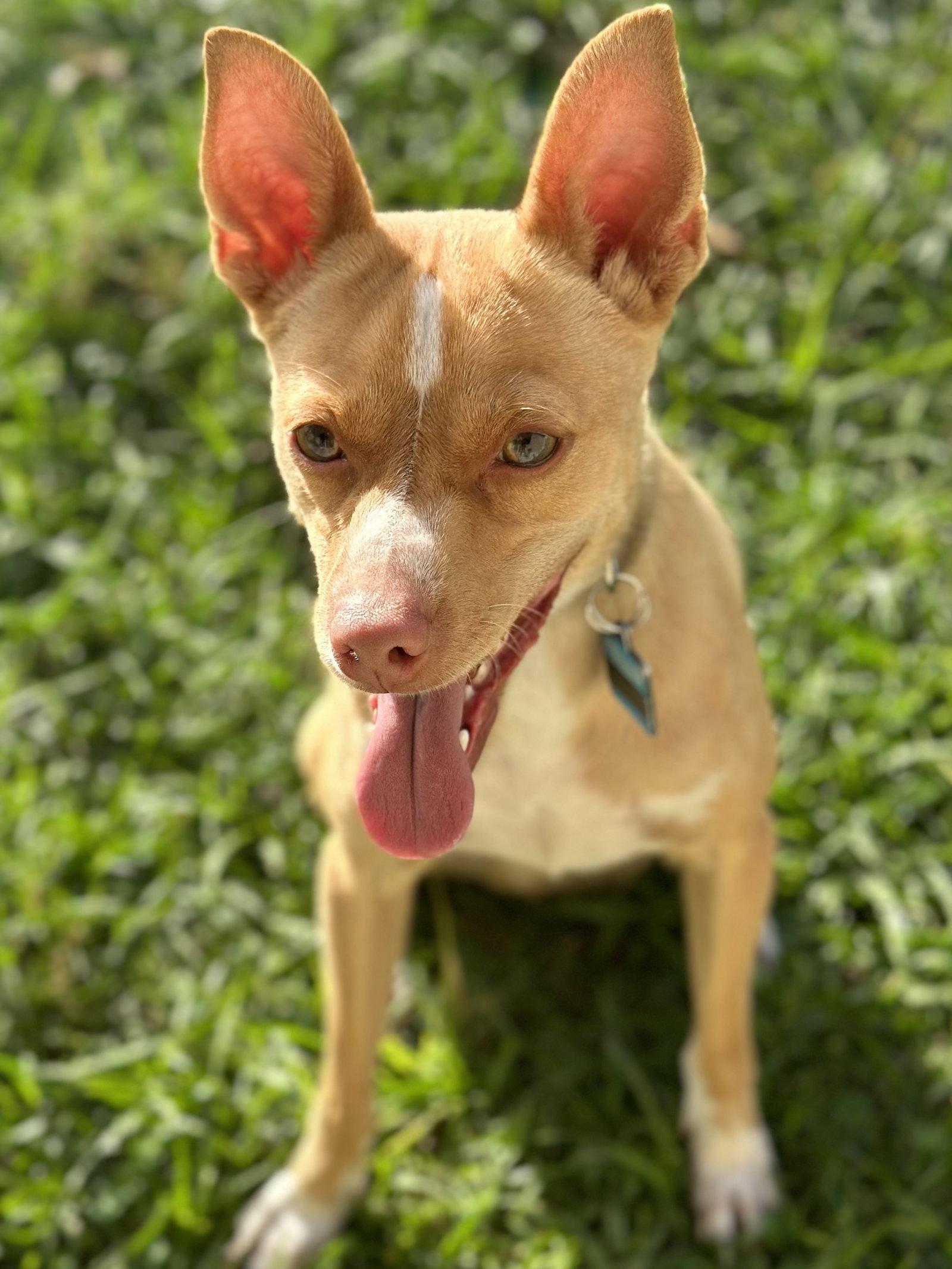 Enlarge Marley, a Adoptable mixed breed in Sanford, FL image 1/3