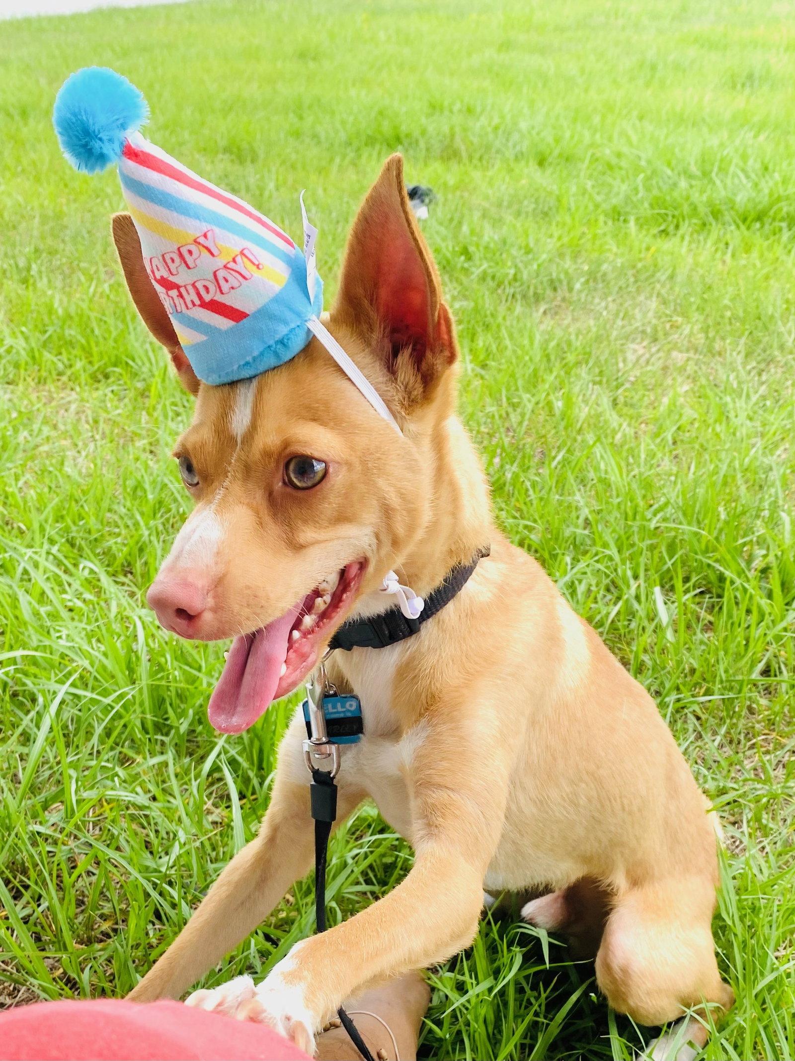 Enlarge Marley, a Adoptable mixed breed in Sanford, FL image 2/3