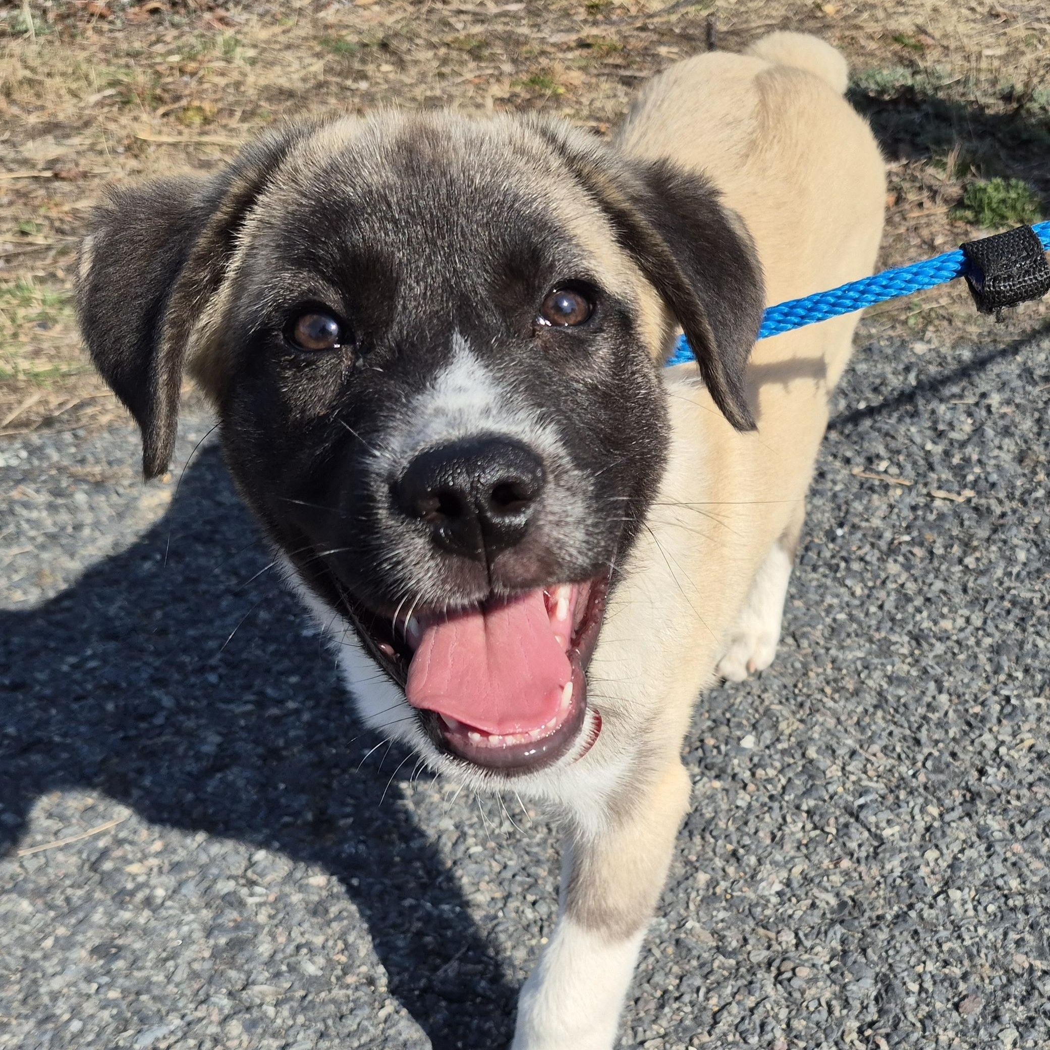 Enlarge Milo - in New England , a ADOPTABLE Mixed Breed in Mashpee, MA image 2/5