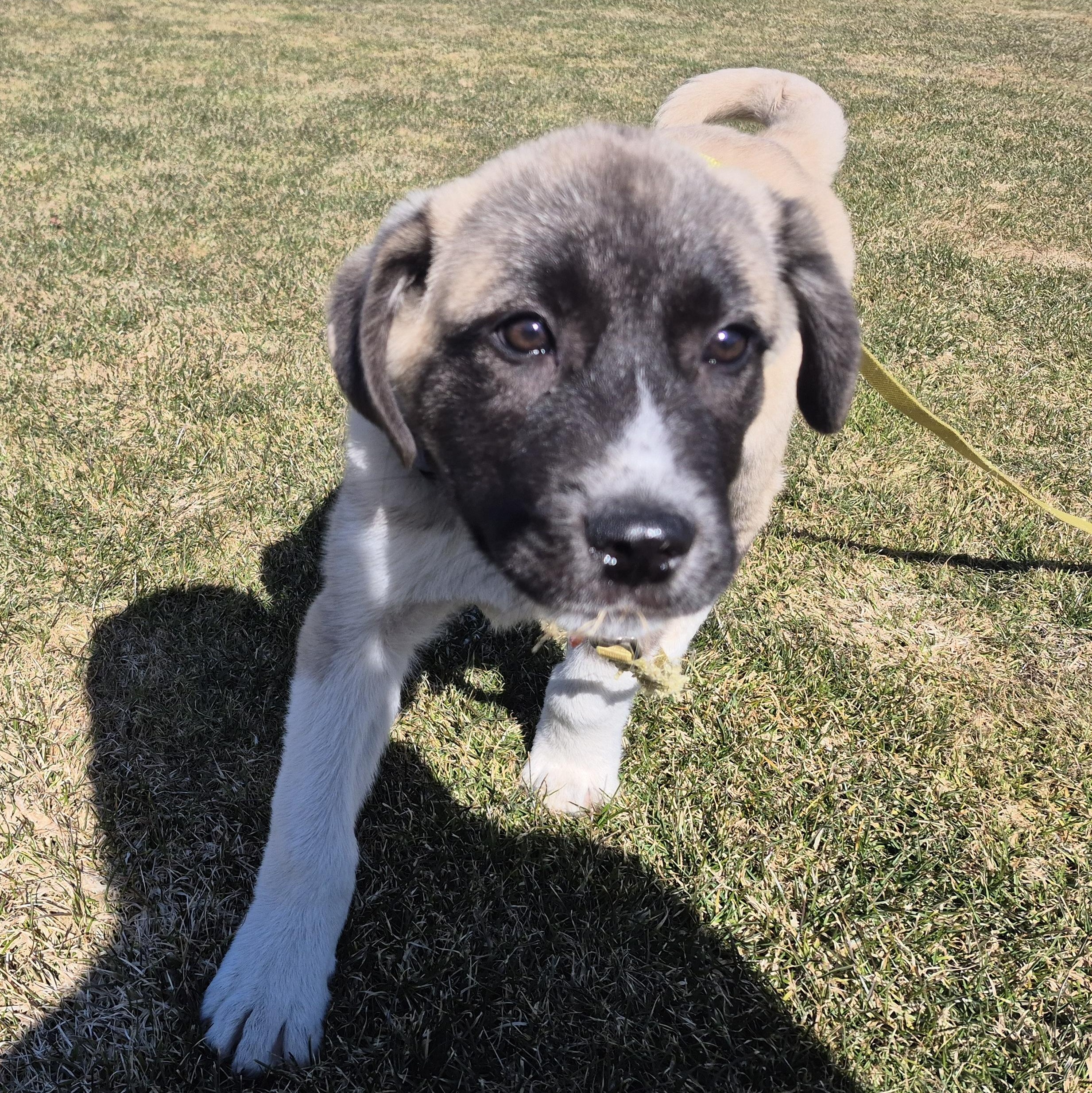Enlarge Milo - in New England , a ADOPTABLE Mixed Breed in Mashpee, MA image 5/5