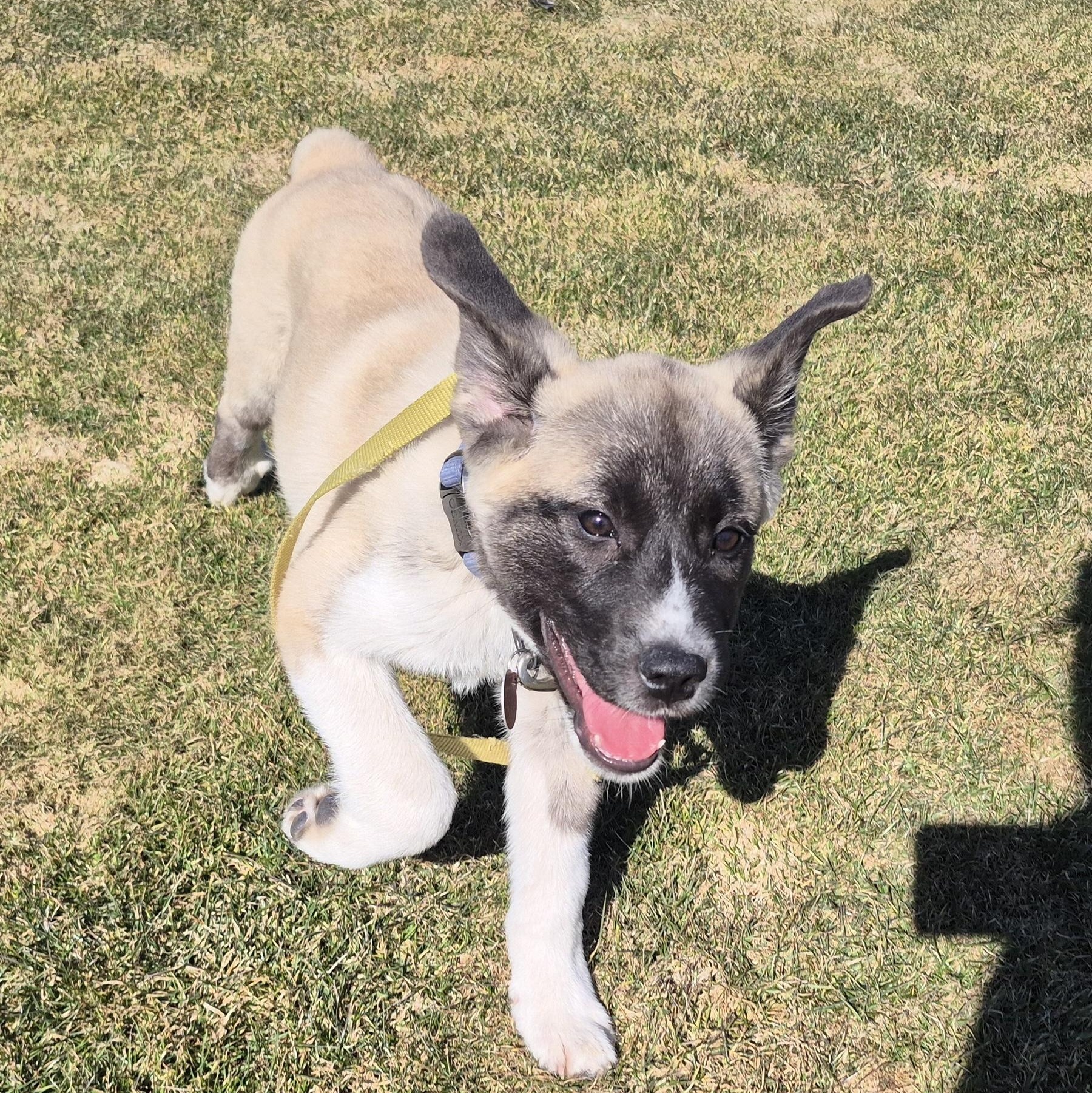 Enlarge Milo - in New England , a ADOPTABLE Mixed Breed in Mashpee, MA image 4/5