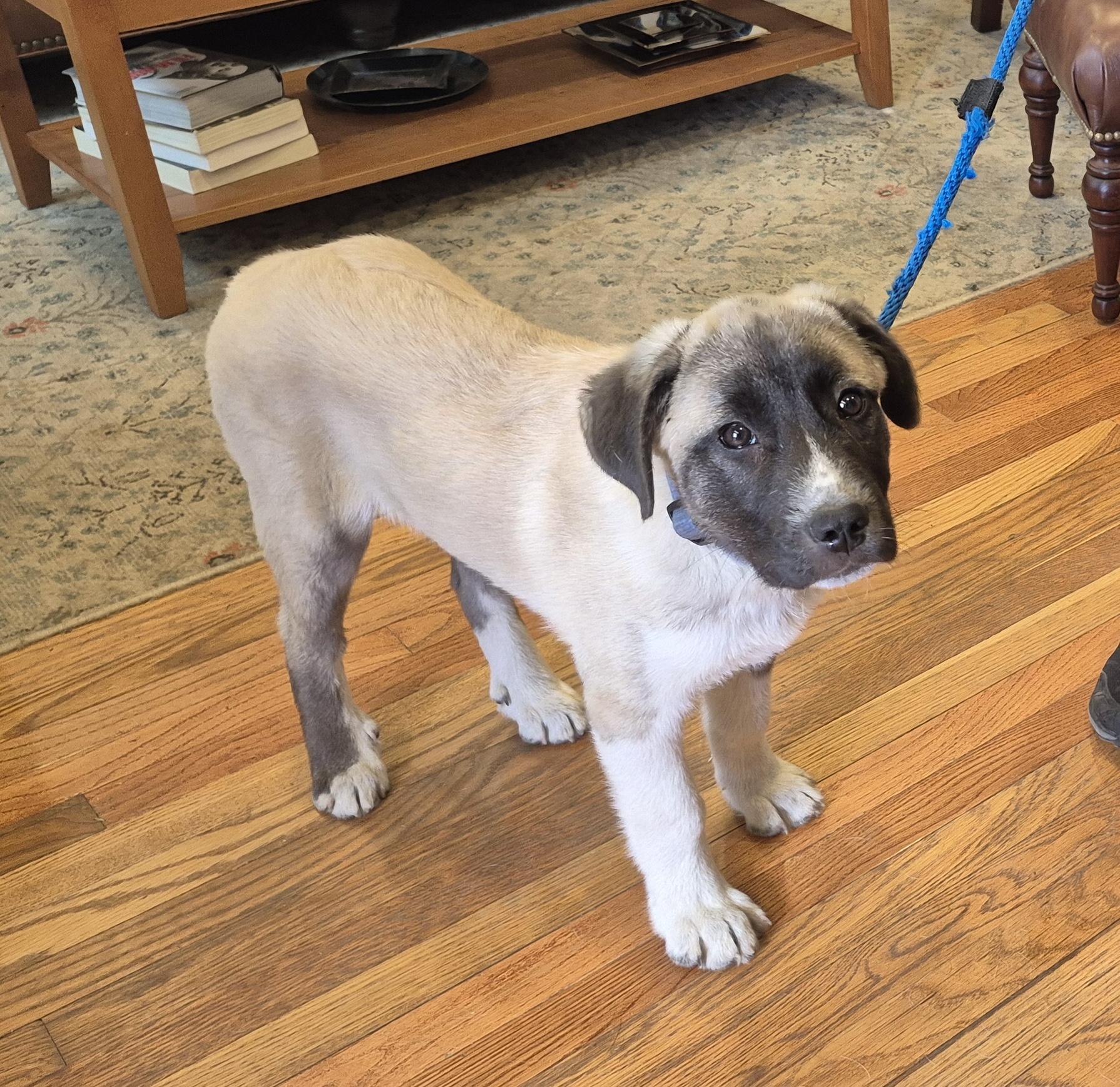 Milo - in New England , ADOPTABLE, Puppy Male Mixed Breed.