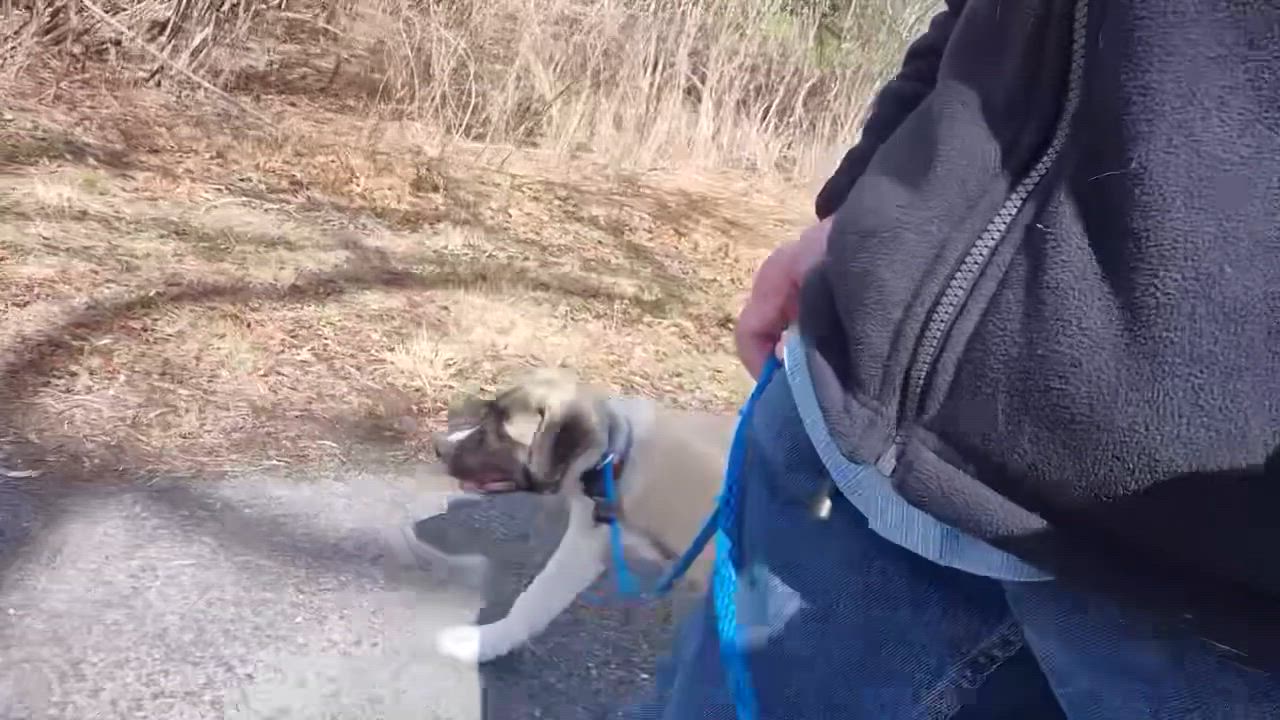 Enlarge Milo - in New England , a ADOPTABLE Mixed Breed in Mashpee, MA video 3/5