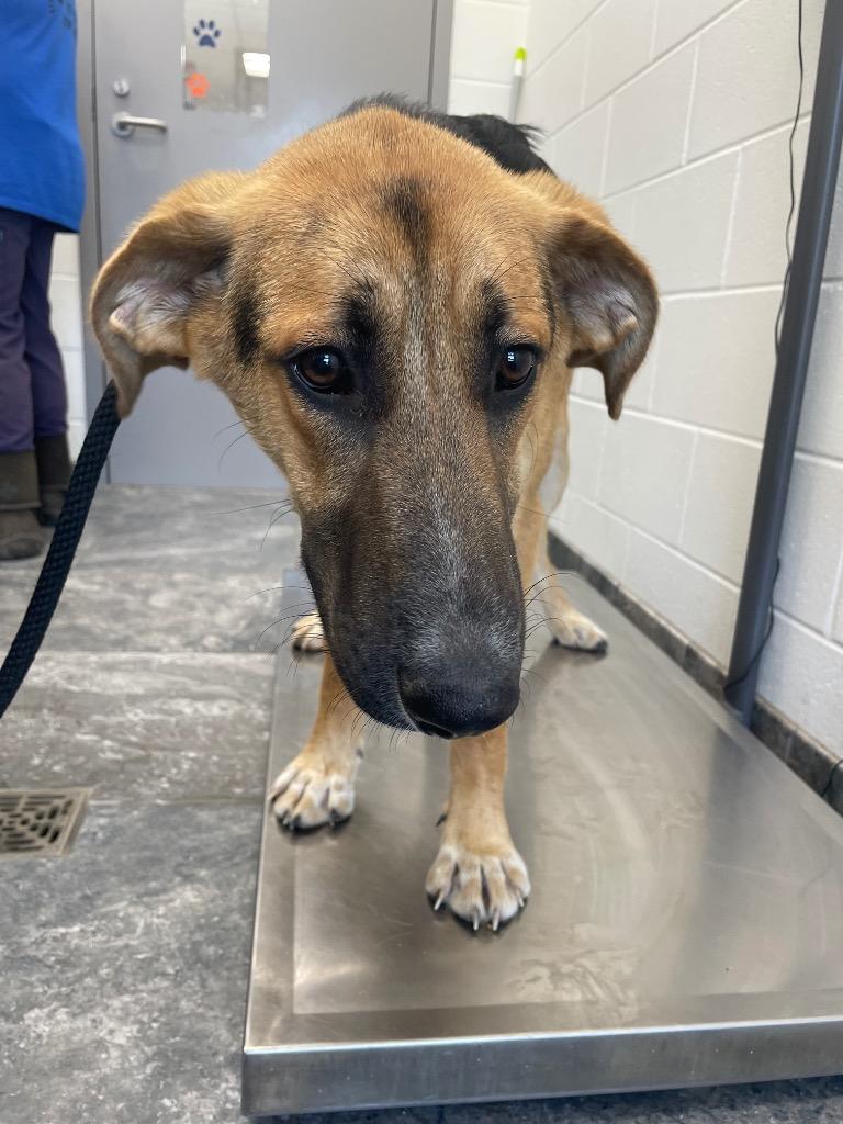 Peetie, Adoptable, Puppy Male Mixed Breed.