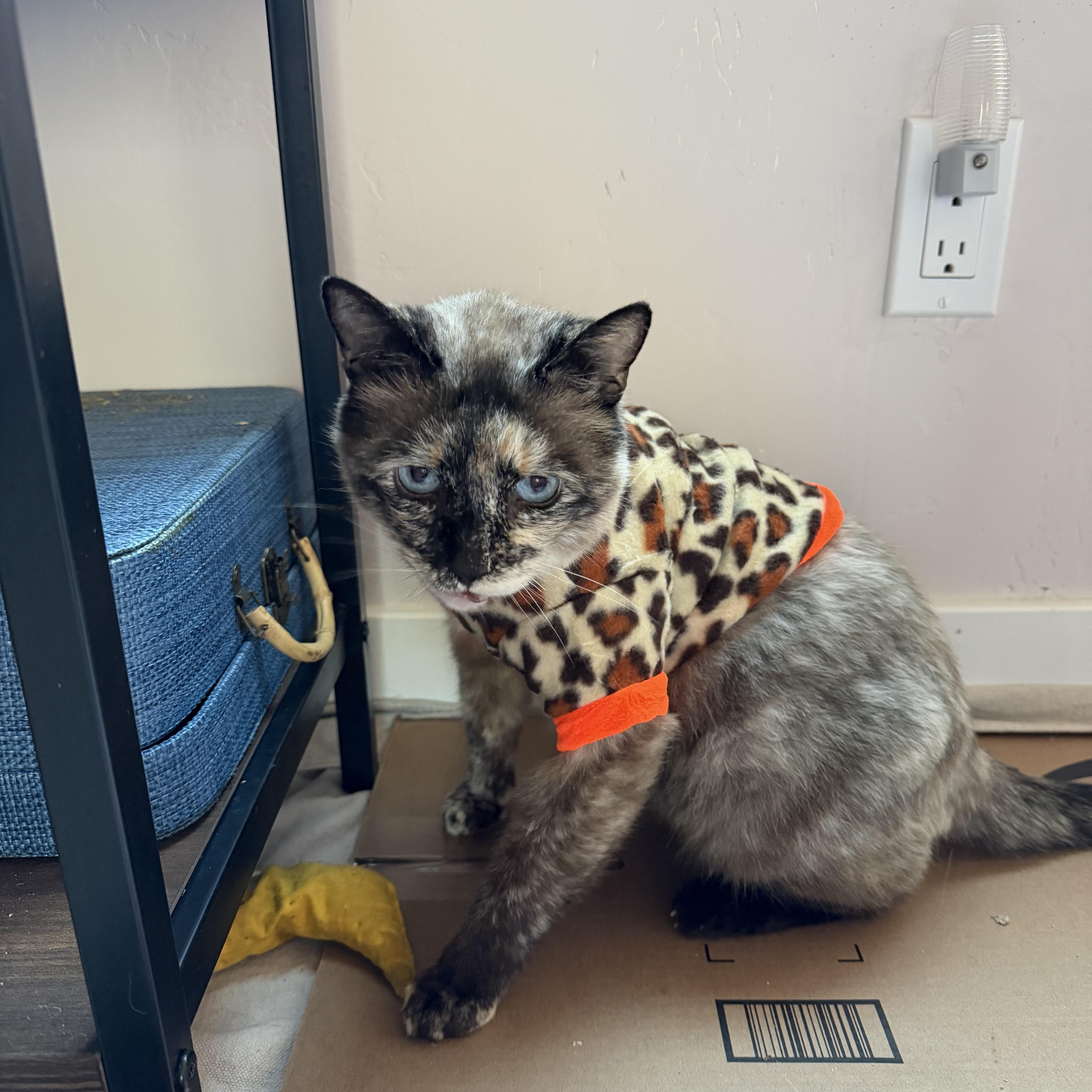 Enlarge Marzapan, an adoptable Siamese in Oceanside, CA image 3/3