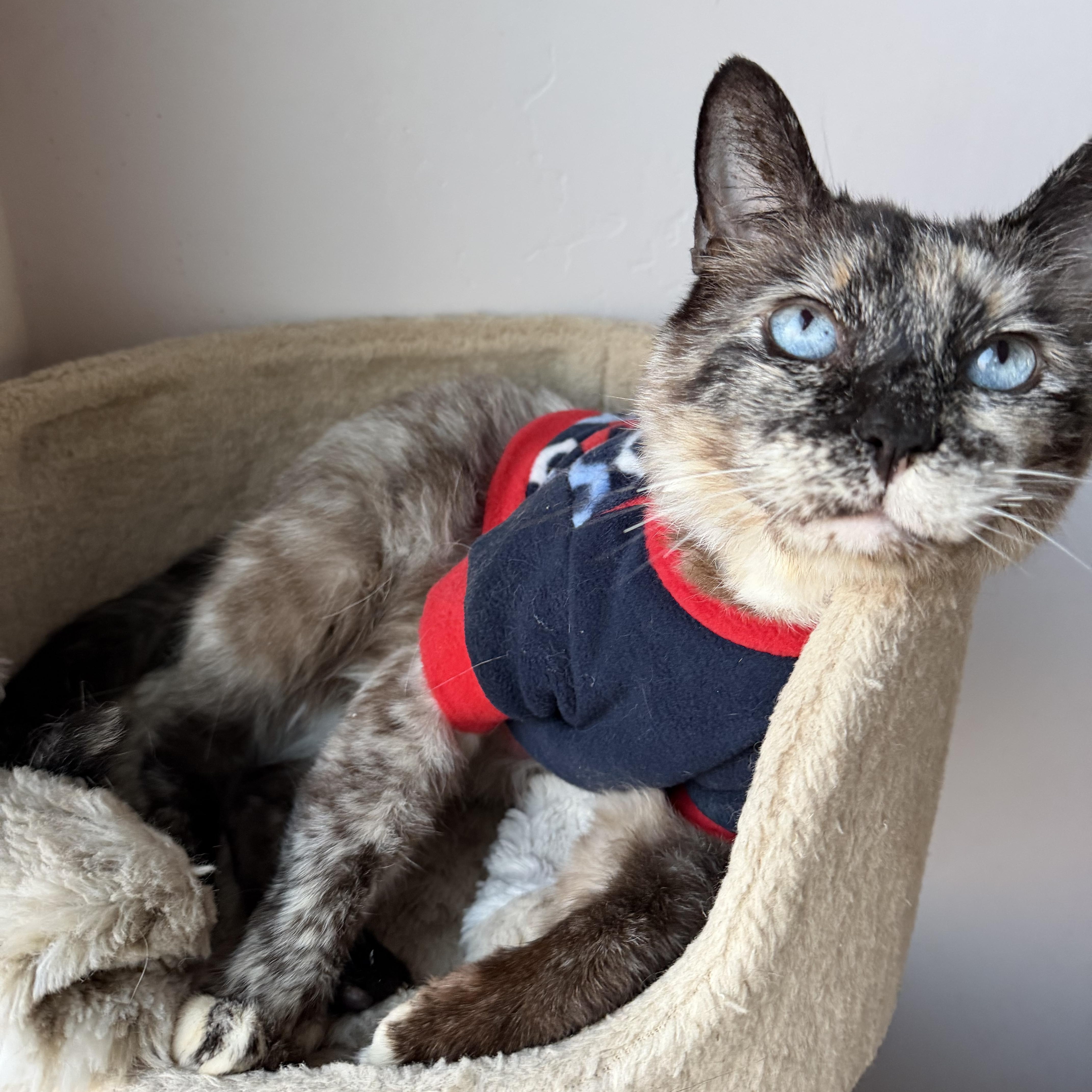 Enlarge Marzapan, an adoptable Siamese in Oceanside, CA image 2/3