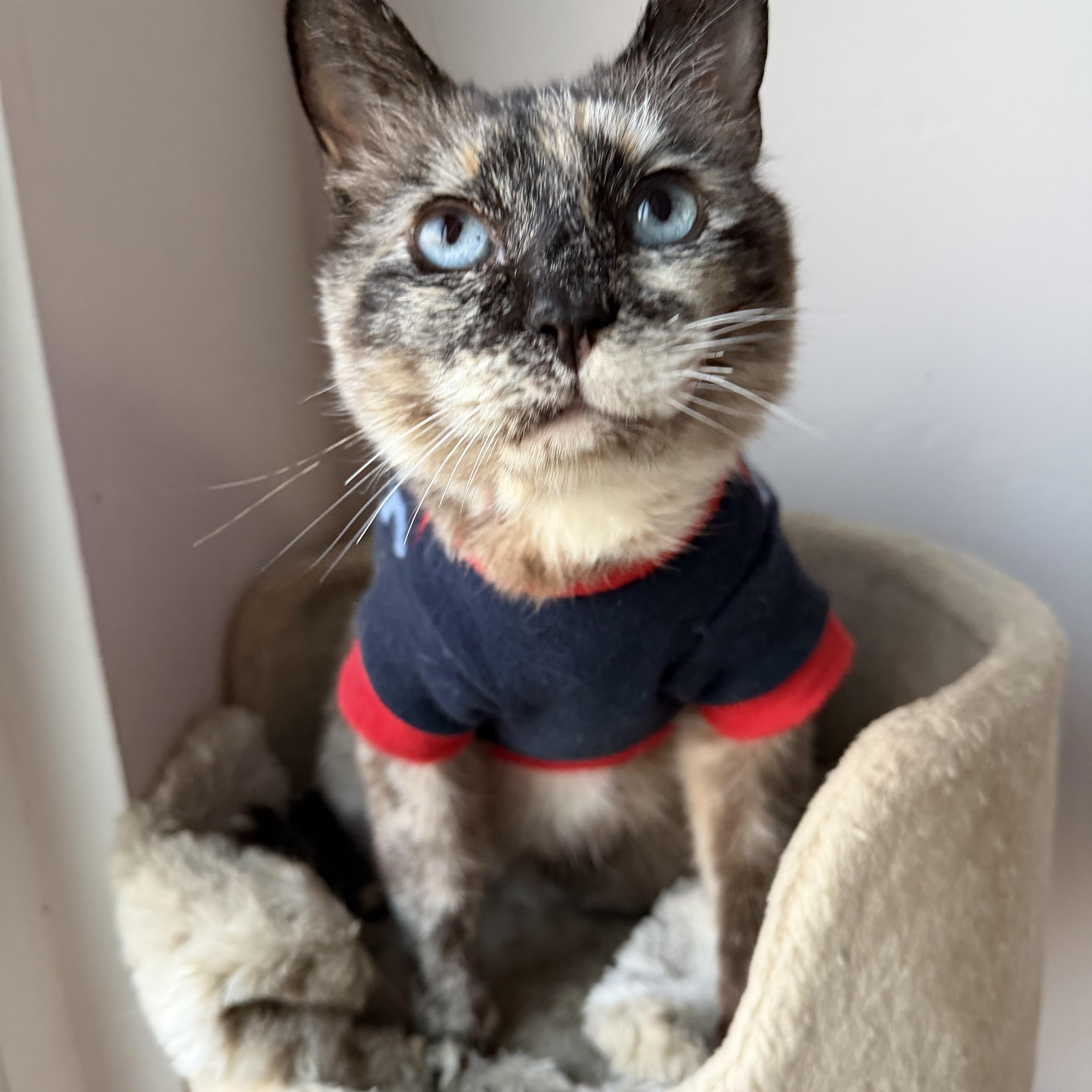 Enlarge Marzapan, an adoptable Siamese in Oceanside, CA image 1/3