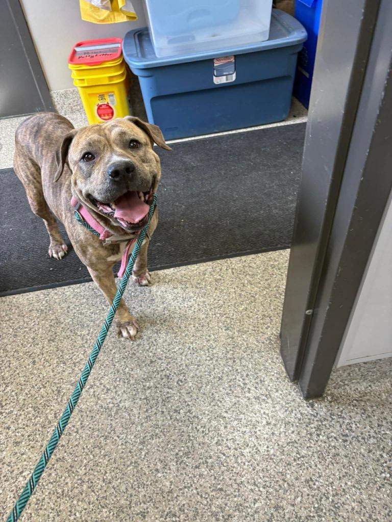Bahama Mama, Adoptable, Adult Female Pit Bull Terrier.