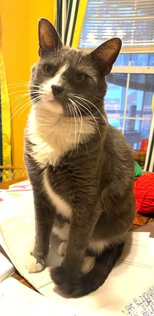 Kiko, ADOPTABLE, Adult Male Domestic Short Hair.