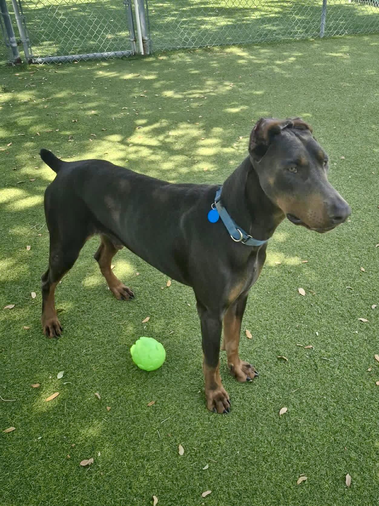 Ace 3552, Adoptable, Young Male Doberman Pinscher.