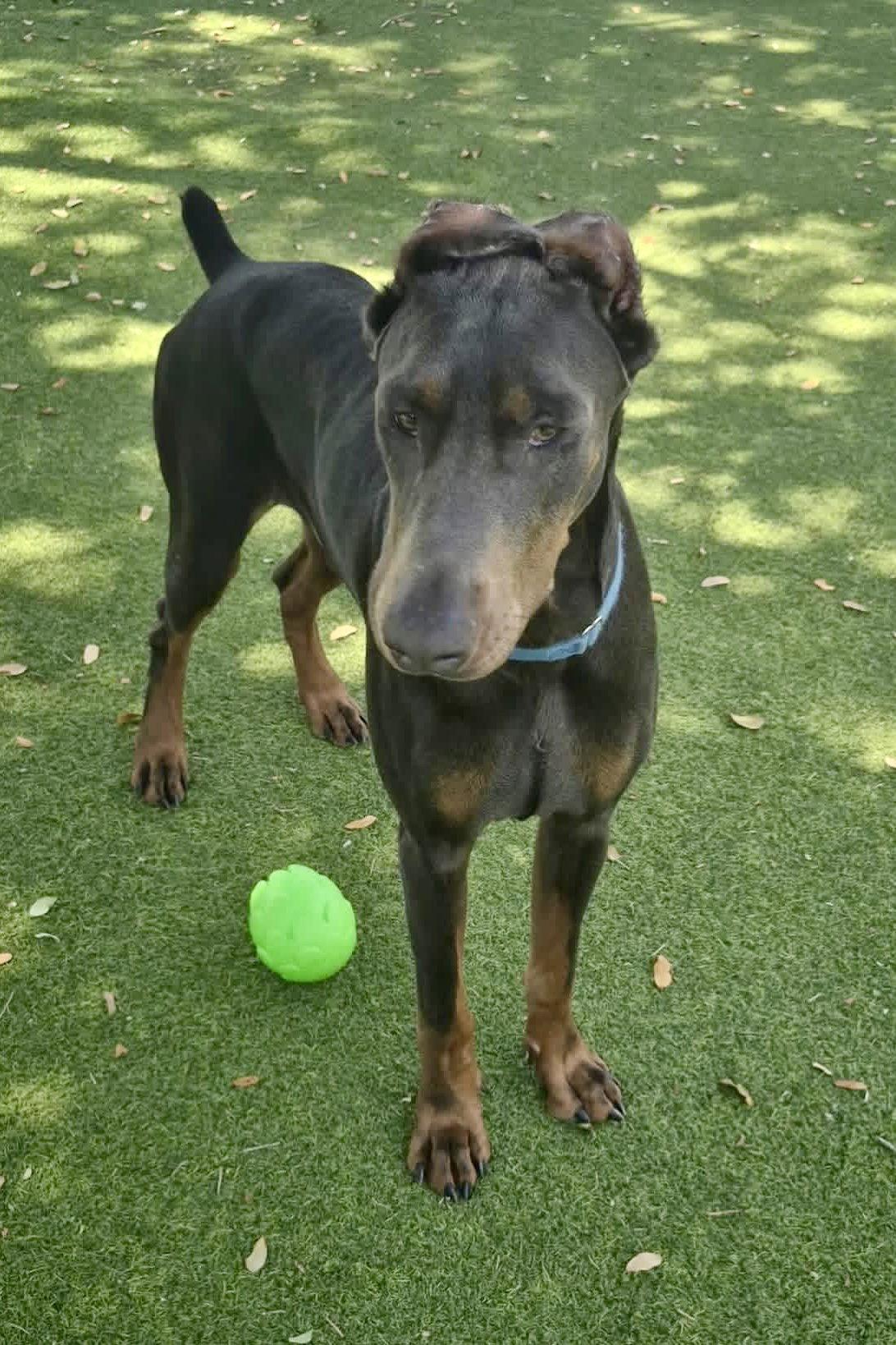 Enlarge Ace 3552, a Adoptable Doberman Pinscher in Oakland Park, FL image 2/3