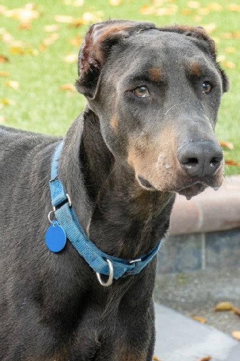 Enlarge Ace 3552, a Adoptable Doberman Pinscher in Oakland Park, FL image 3/3