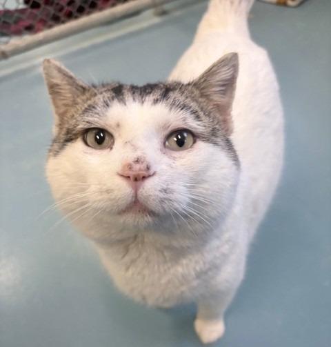 Biggie, Adoptable, Adult Male Domestic Short Hair.